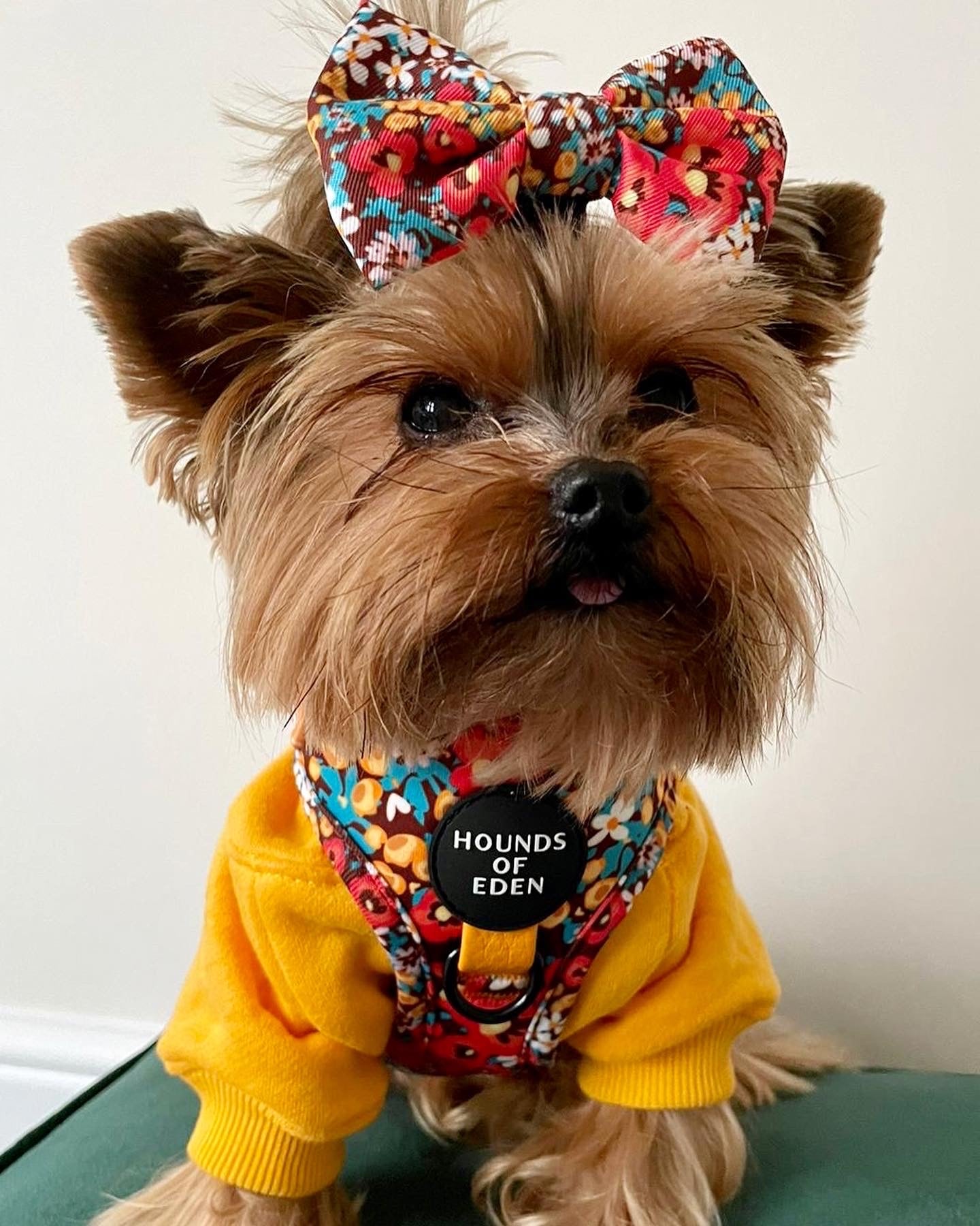 Retro Bloom Dog Harness (XXS & XS) - The Bark Market