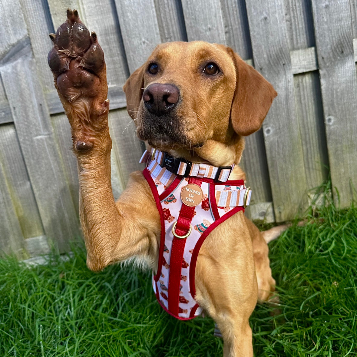 Harrold + Hattie Bears Poop Bag Holder - The Bark Market