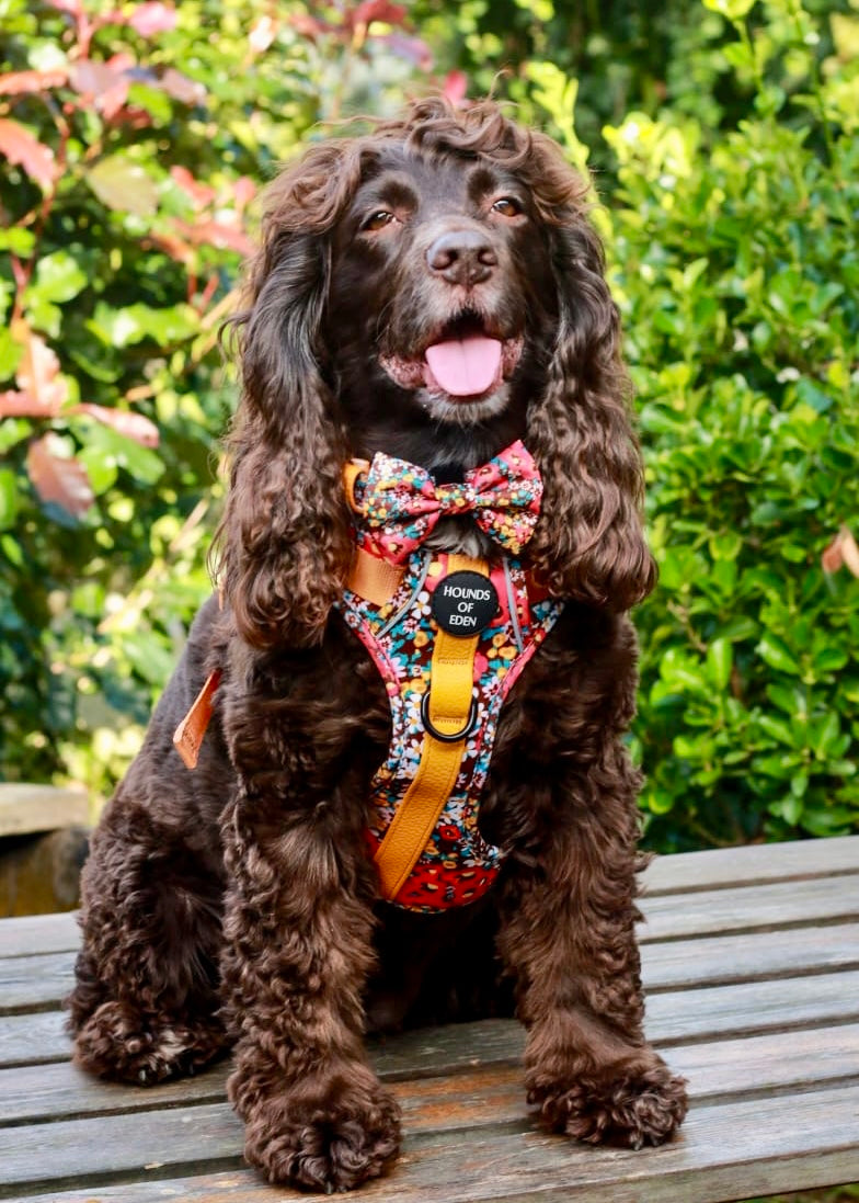 Retro Bloom Dog Supaw Strong Lite™ Harness (XS-XL) - The Bark Market