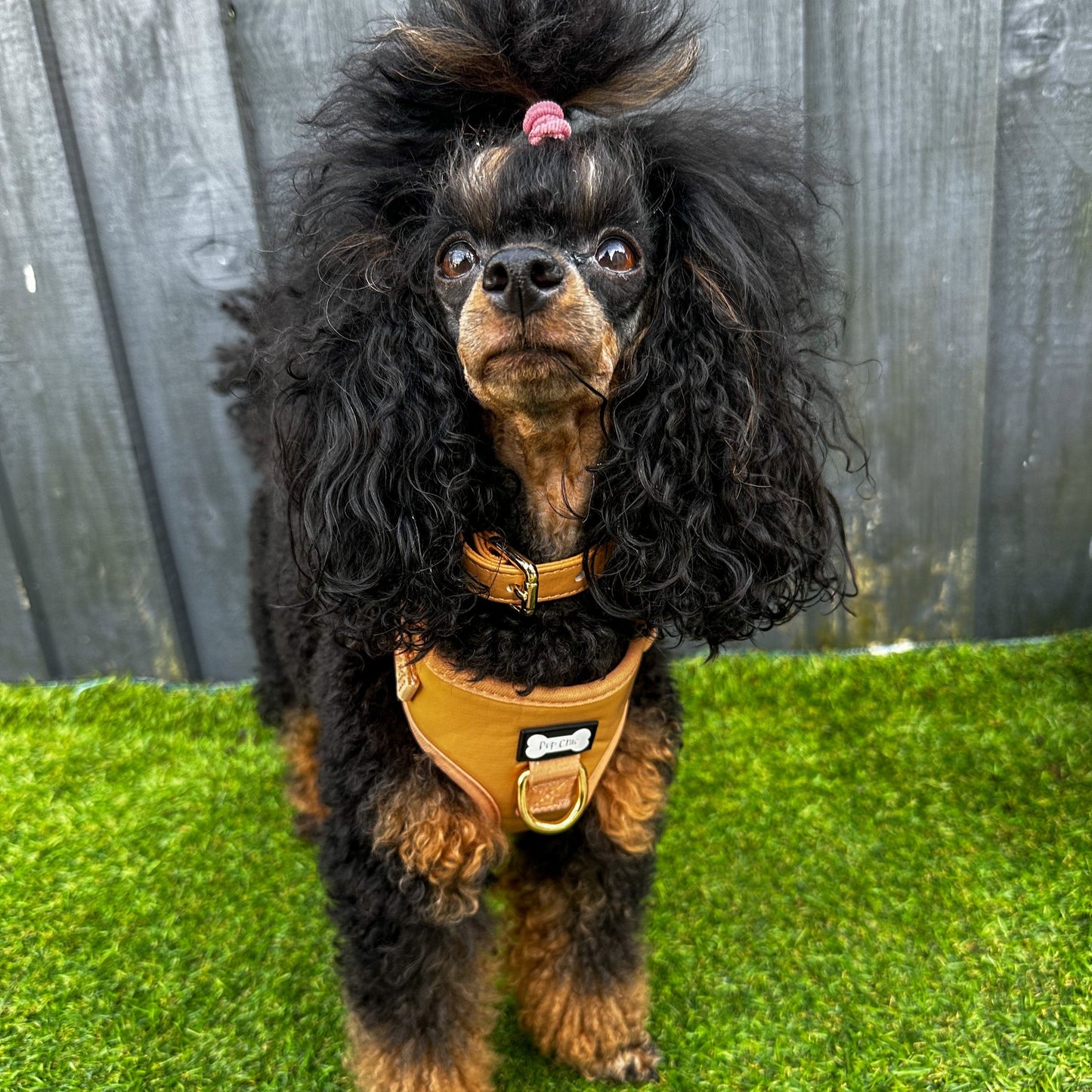 Alfresco Pup vegan leather dog collar - camel colour buckle dog collar - The Bark Market