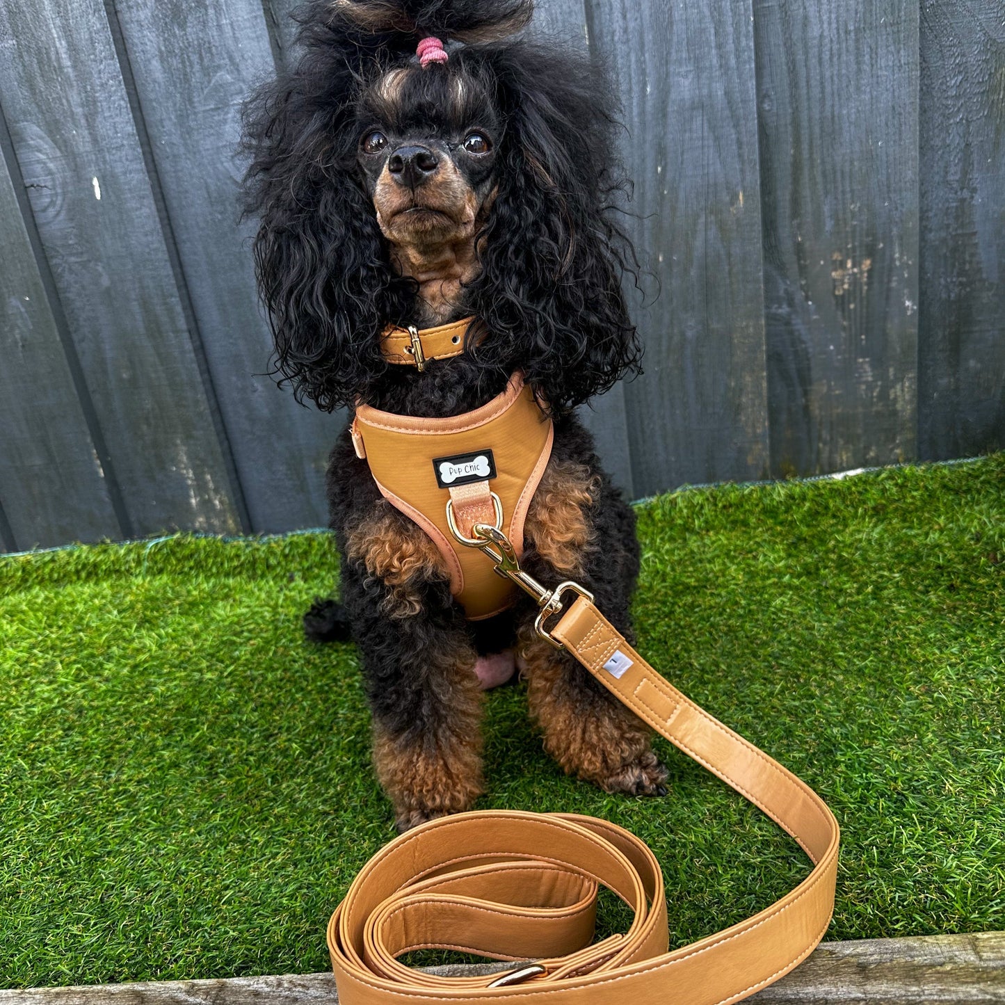 Alfresco Pup vegan leather dog collar - camel colour buckle dog collar - The Bark Market