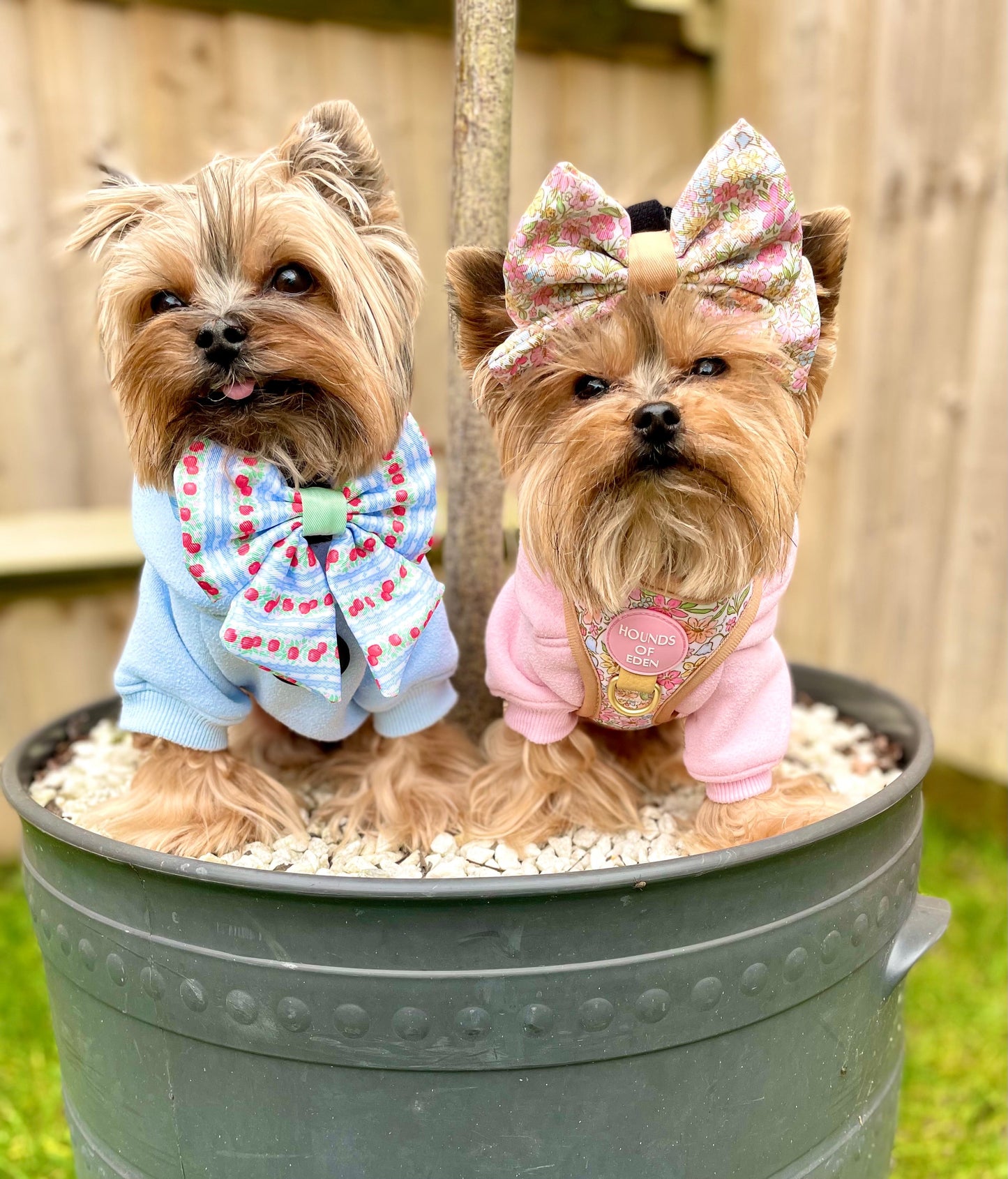 Eden's Orchard - Dog Sailor Bow Tie - The Bark Market