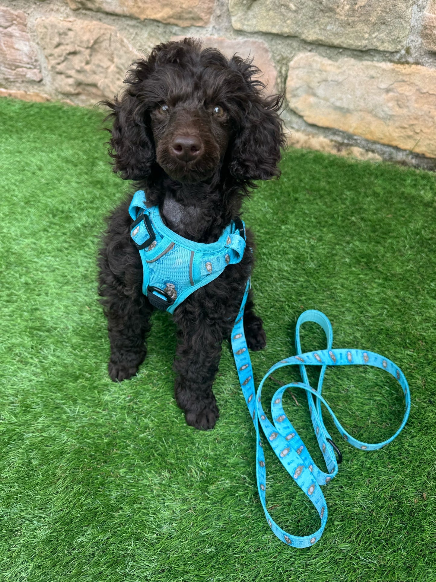 Otterly Lovely 5ft dog lead 🦦💙 - The Bark Market