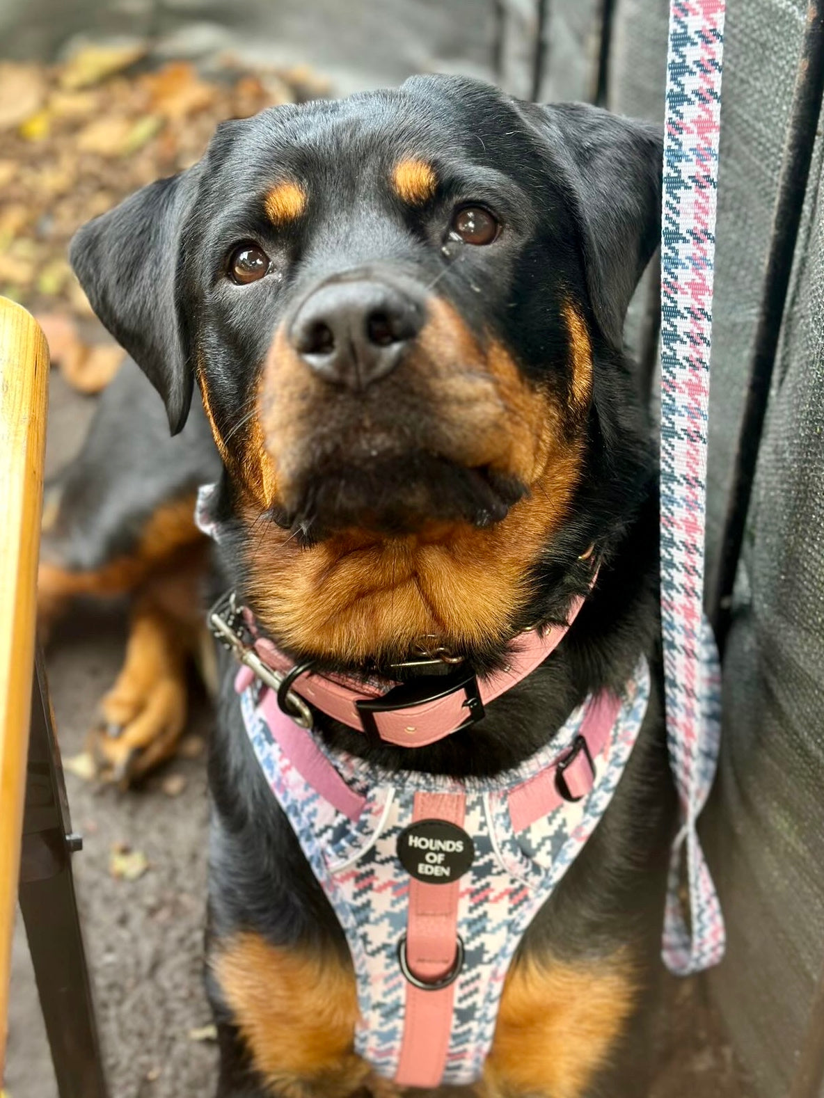 Pink Houndstooth Dog Supaw Strong Lite™ Harness (XS-XL) - The Bark Market
