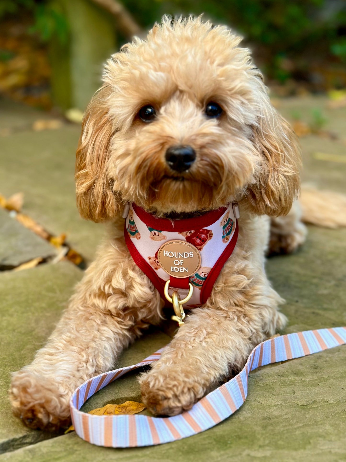 Harrold + Hattie Bears Supaw Strong Lite™ Dog Harness (XS-XL) - The Bark Market