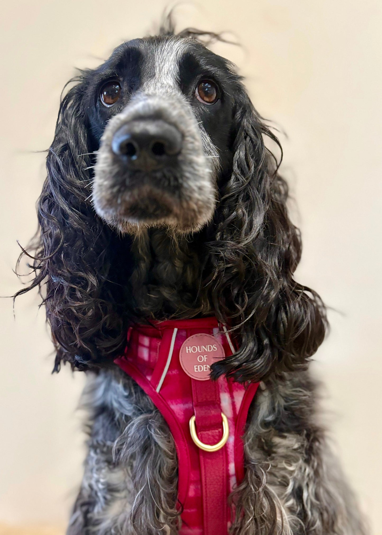 Rose Berry Plaid - Supaw Strong™ Lite Dog Harness (XS-XL) - The Bark Market