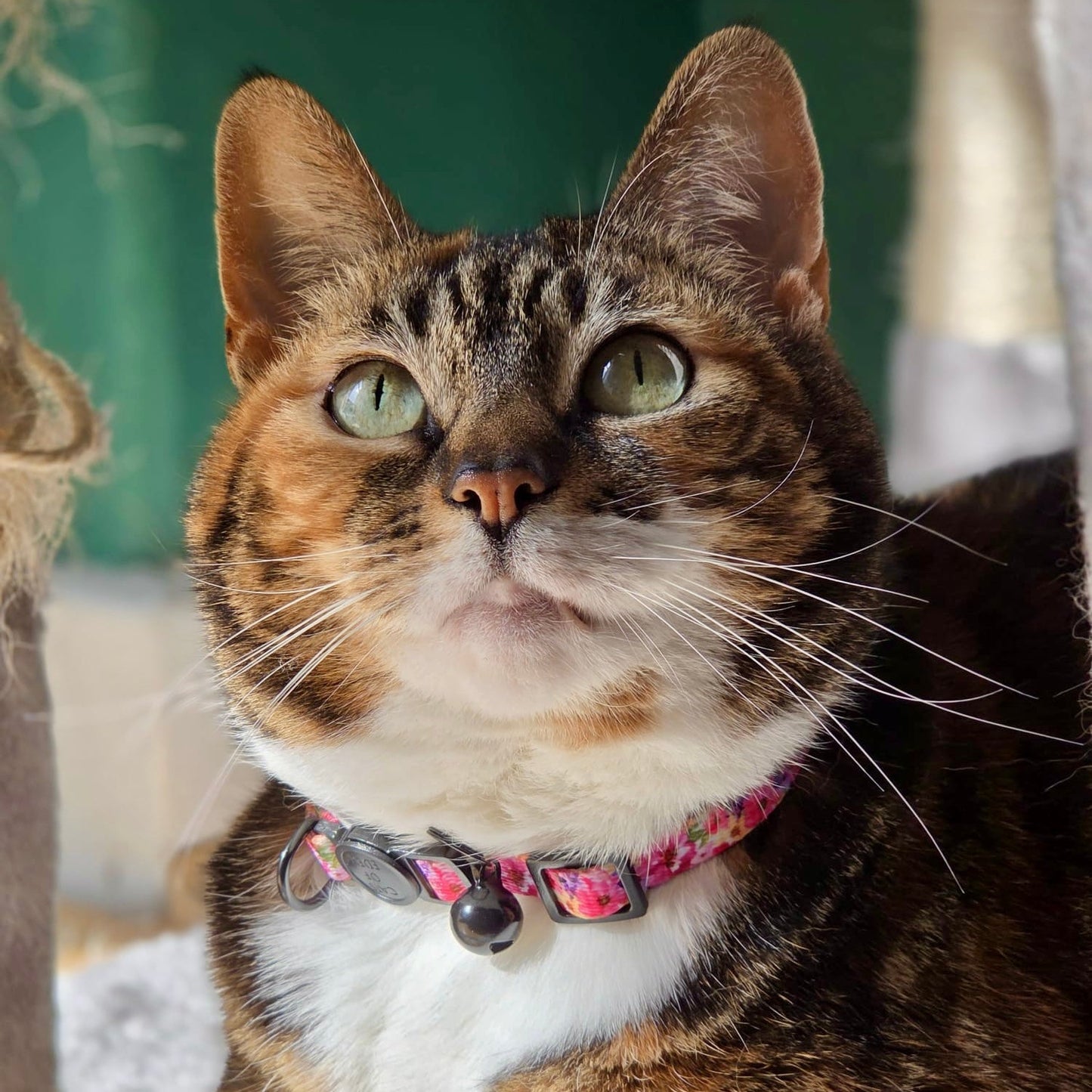 Florentina - Cat Collar, One Size - The Bark Market