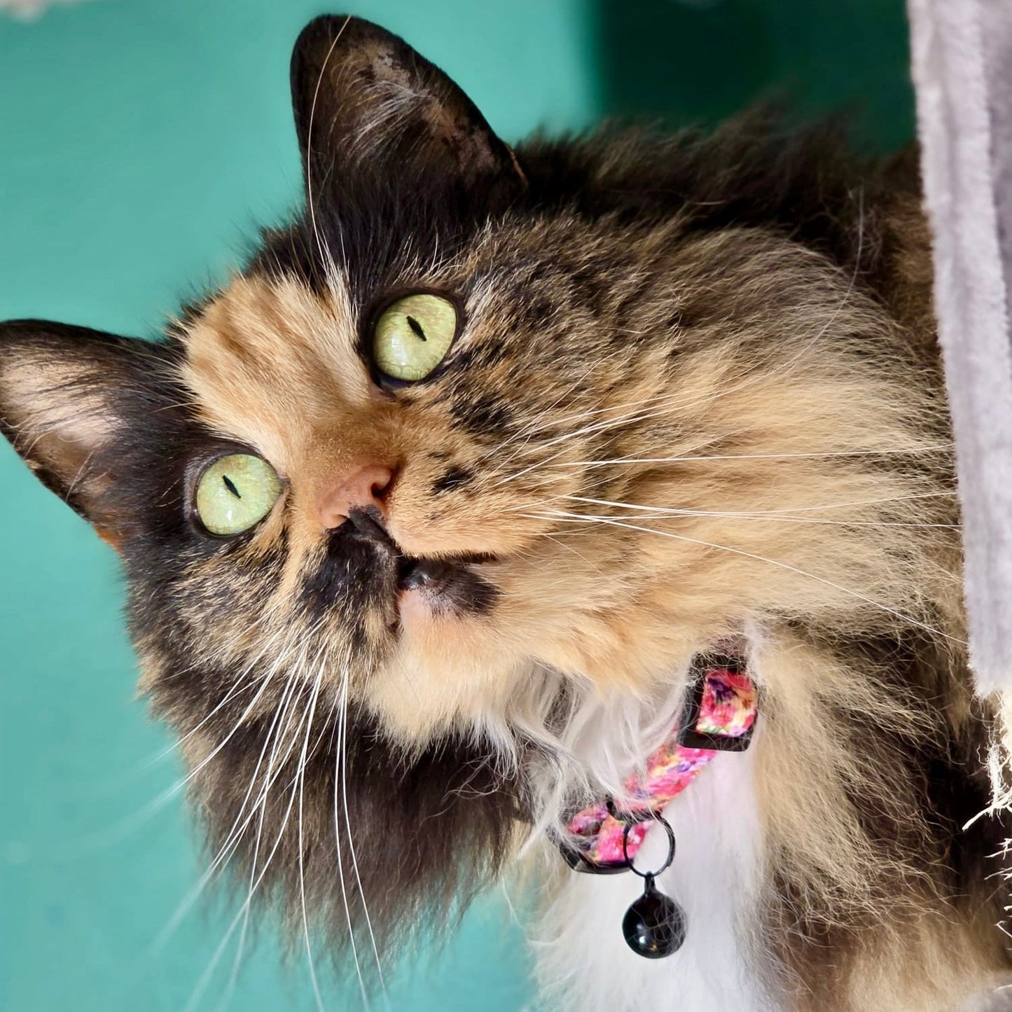 Florentina - Cat Collar, One Size - The Bark Market