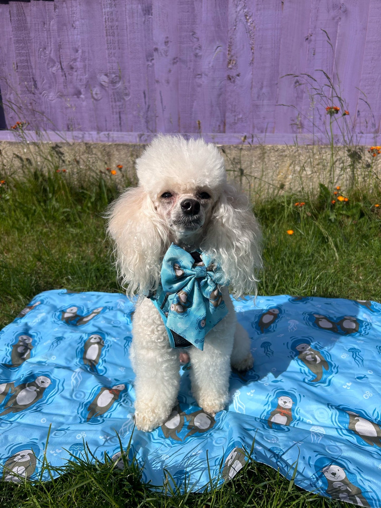 Otterly Lovely Sailor bow 🦦💙 - The Bark Market