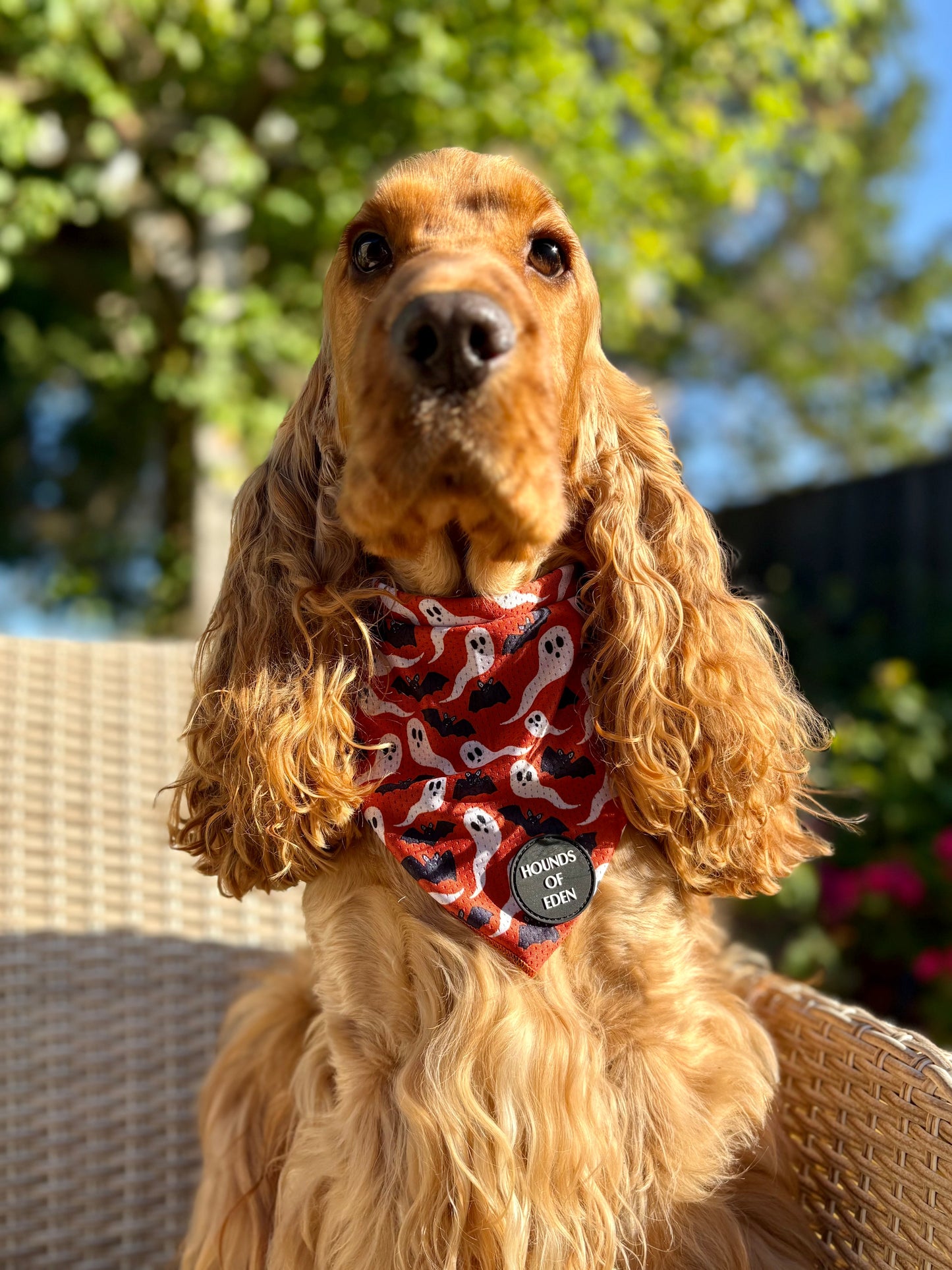 Orange Bats + Ghosts Halloween Dog Bandana 👻 - The Bark Market