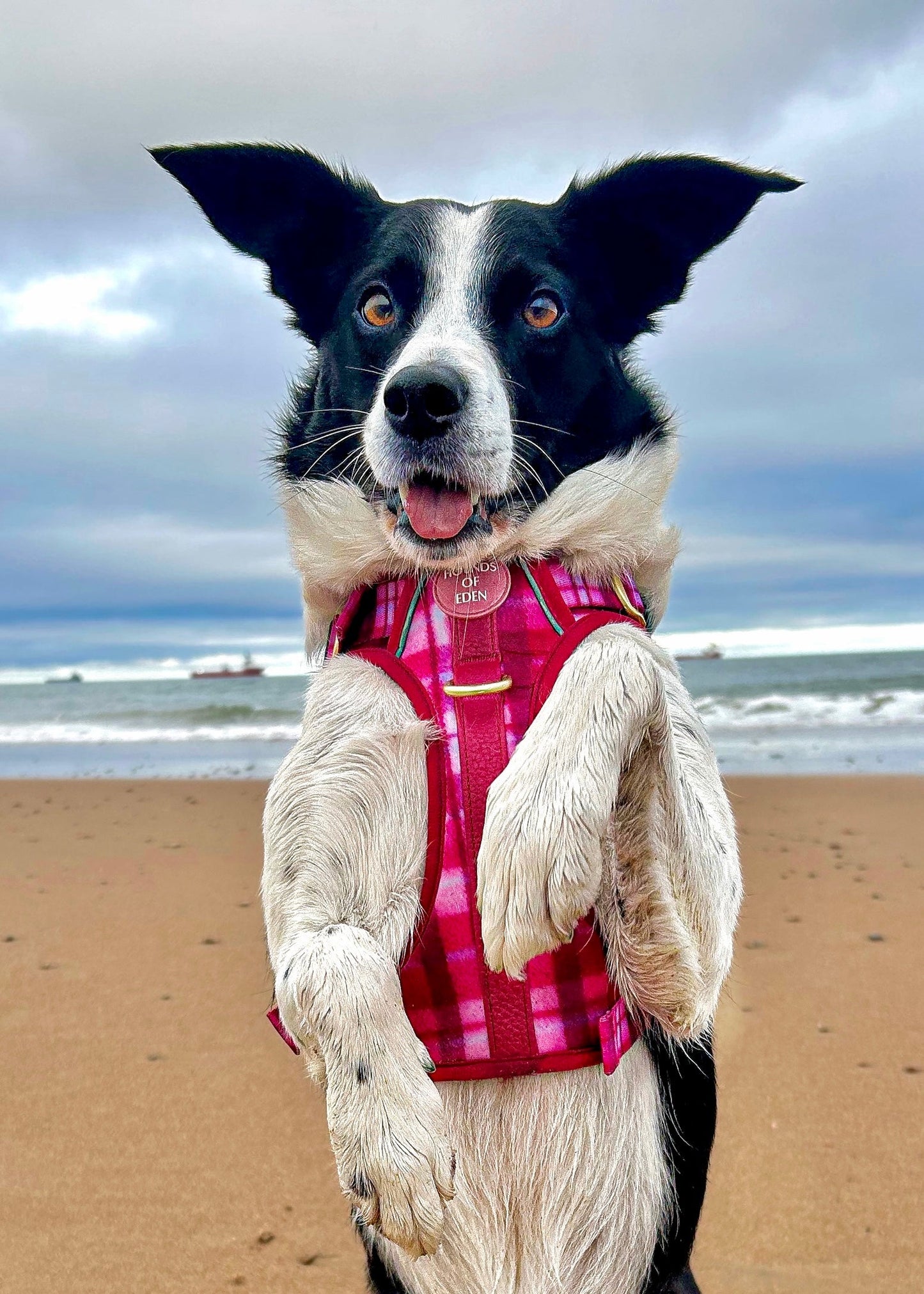 Rose Berry Plaid - Supaw Strong™ Lite Dog Harness (XS-XL) - The Bark Market