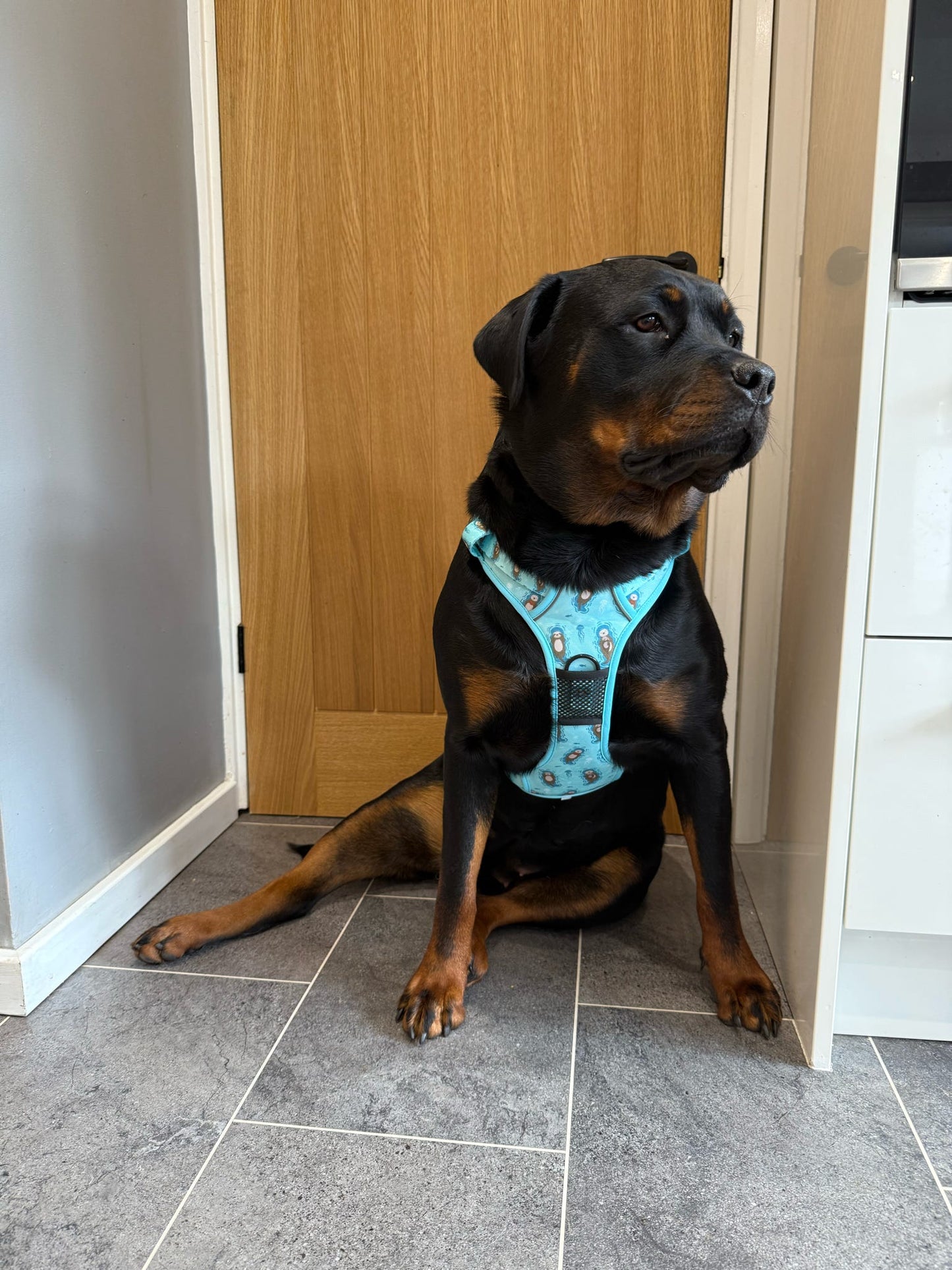 Otterly Lovely Tactical Dog Harness – No Pull & Fully Adjustable - The Bark Market