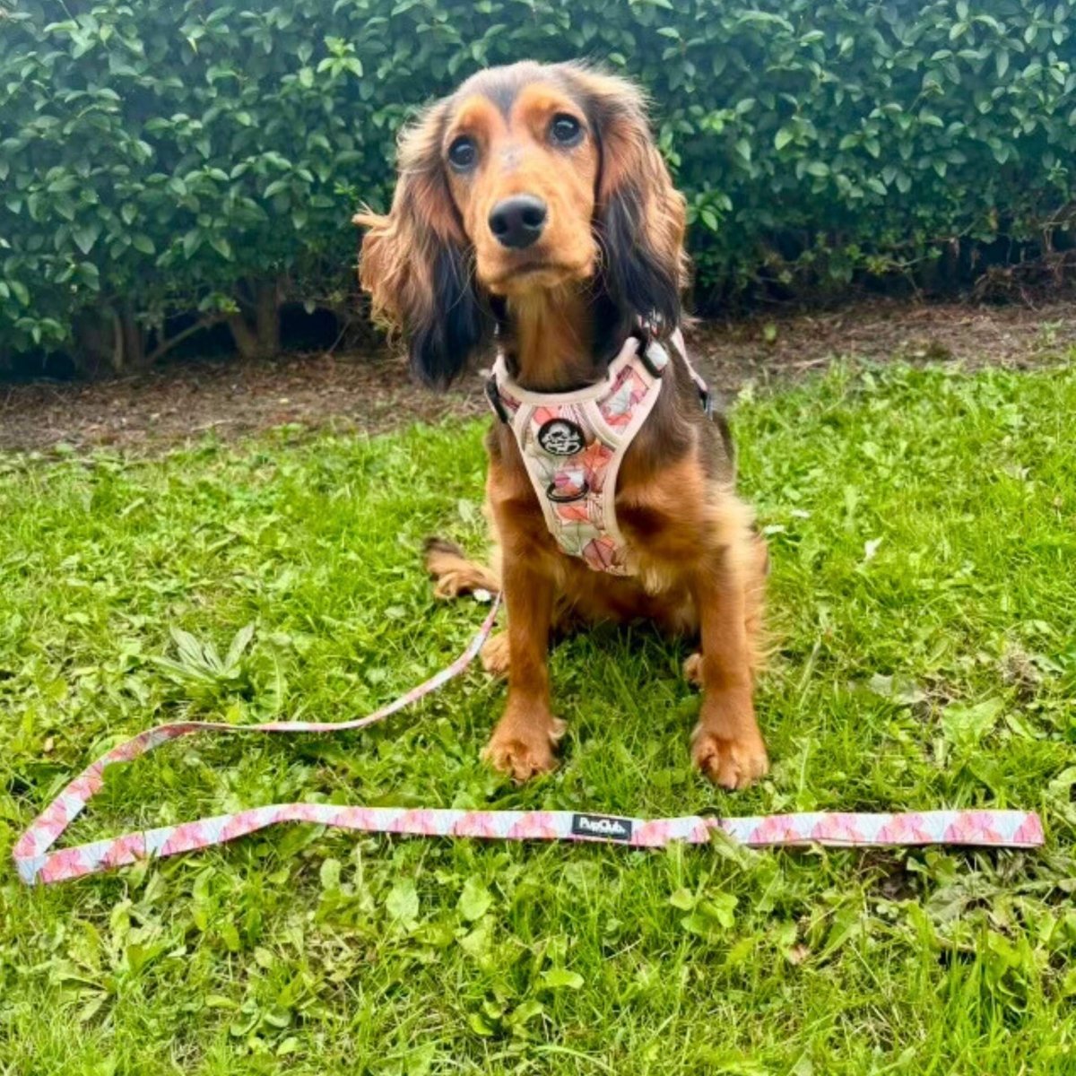 Rugged Rover™ Harness - Autumn Breeze - The Bark Market