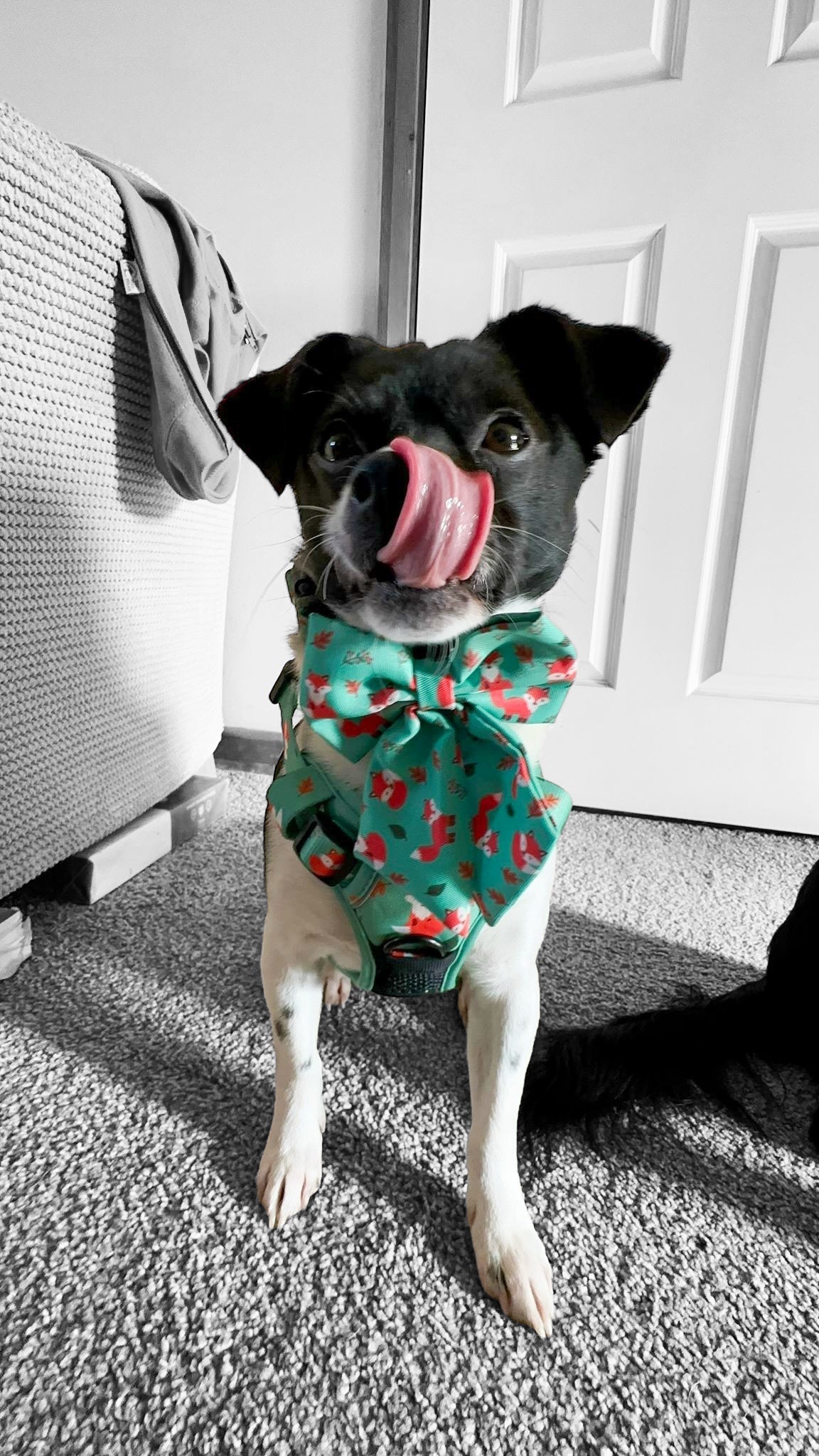 Inquisitive Fox Sailor Bow Tie for Dog - The Bark Market