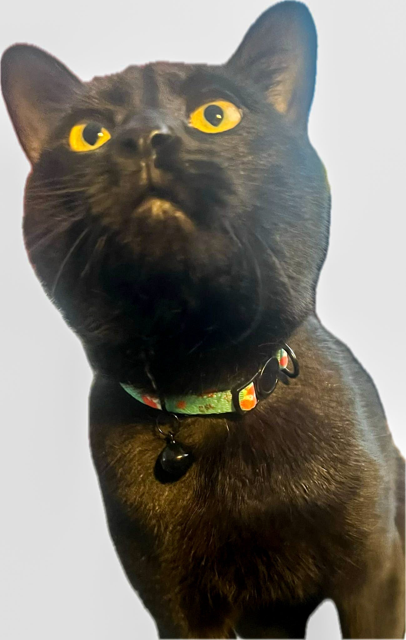 Inquisitive Fox Cat Collar - The Bark Market