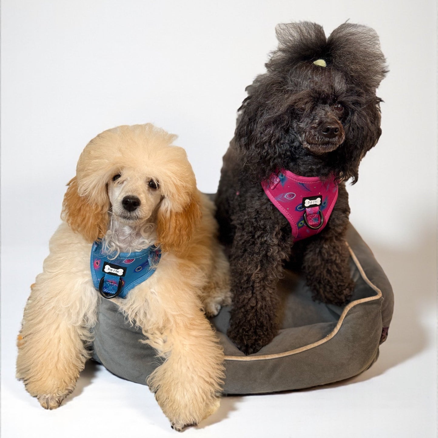 Power Peacock Step-In Adjustable Harness – Easy, Comfy & Made for Stylish Small Dogs! - The Bark Market