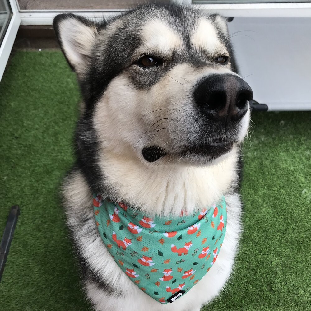 Inquisitive Fox Cooling Bandana - The Bark Market