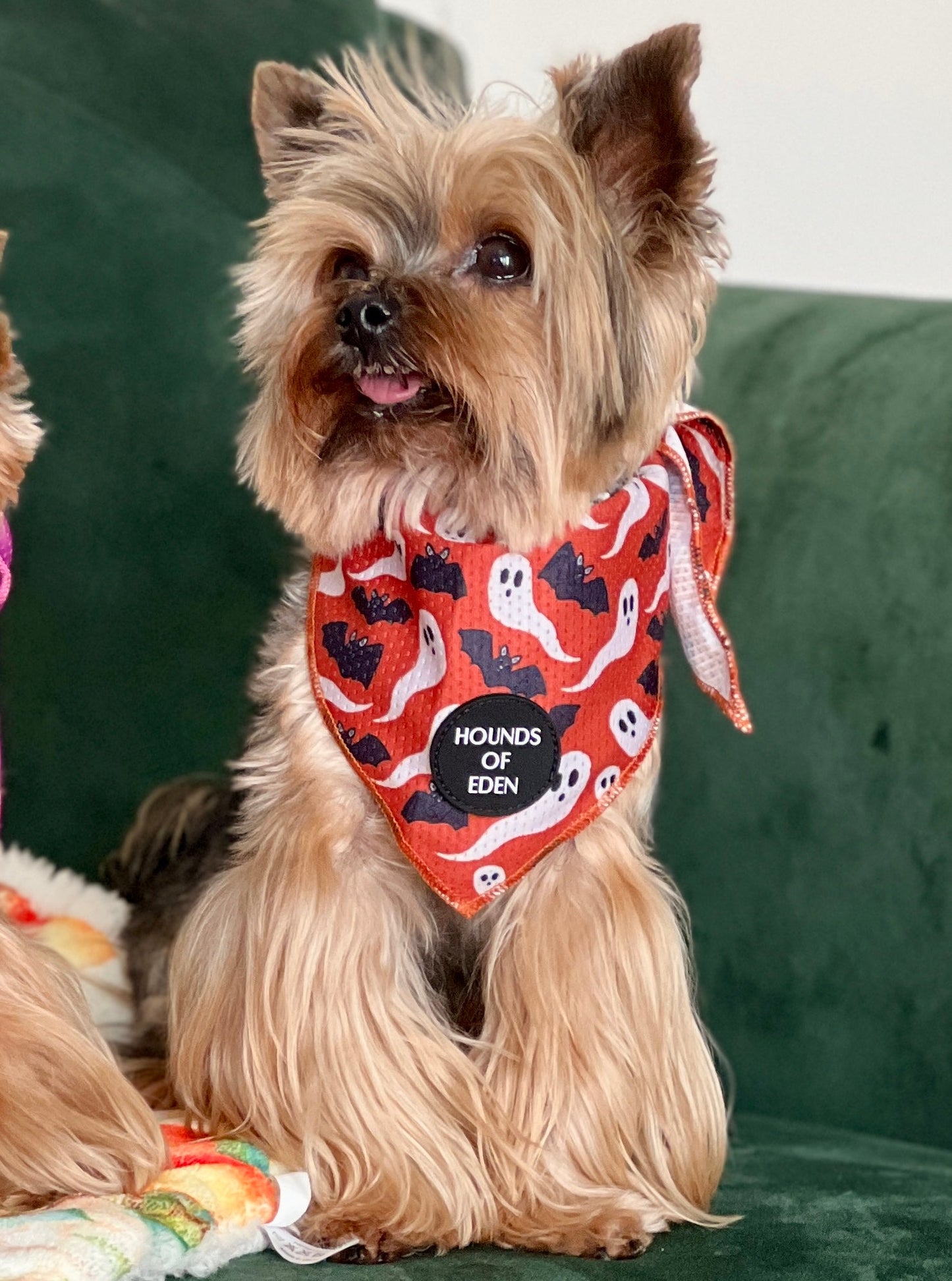 Orange Bats + Ghosts Halloween Dog Bandana 👻 - The Bark Market