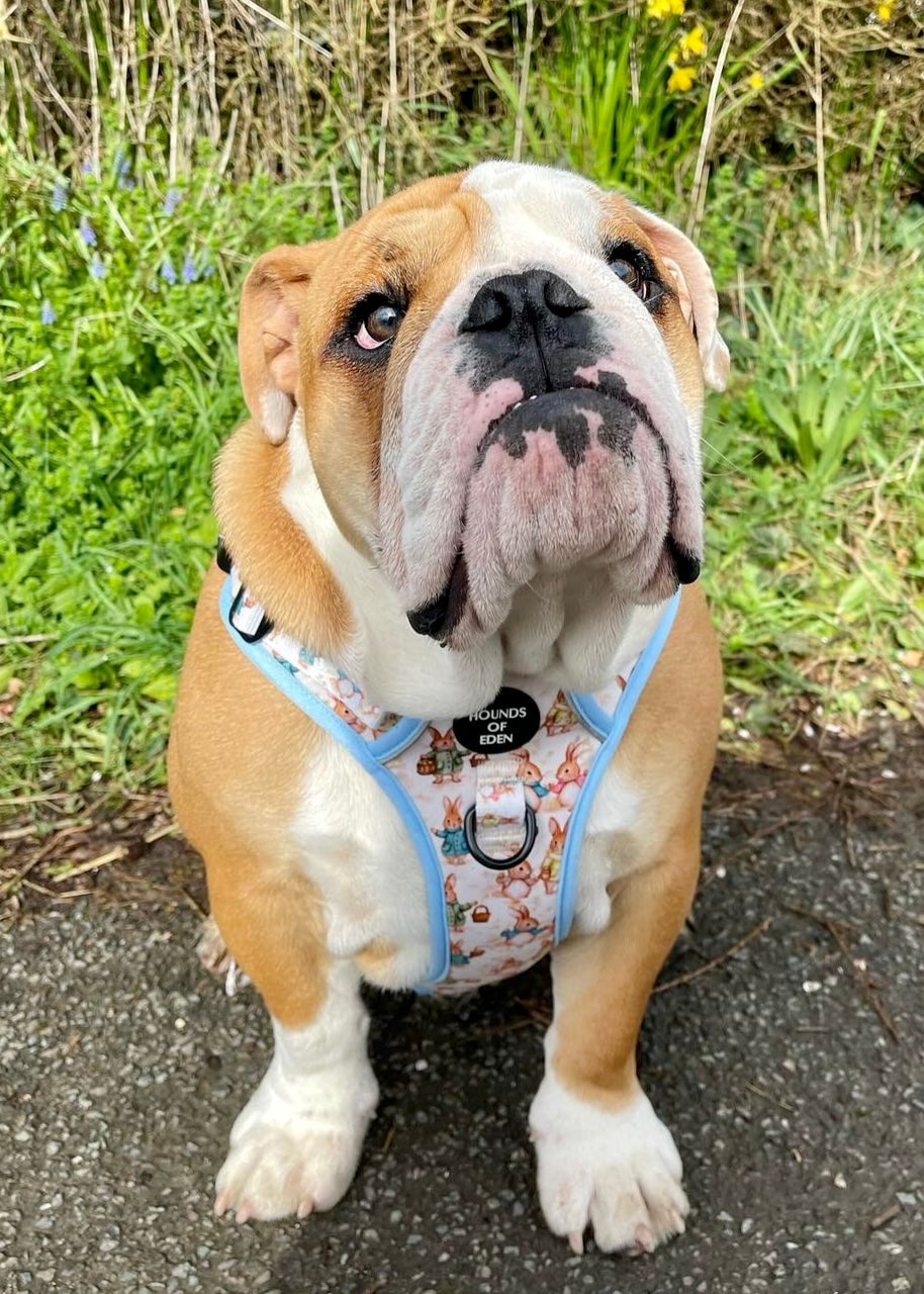 Bunny Tales - Blue, Dog Supaw Strong™ Lite Harness (XS-XL) - The Bark Market