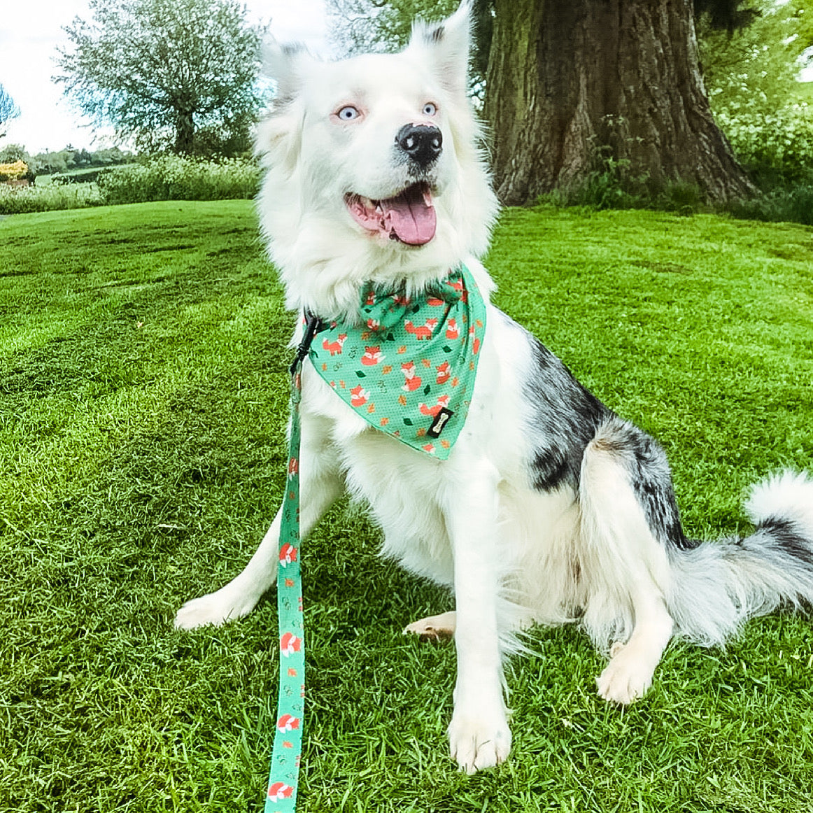 Inquisitive Fox Cooling Bandana - The Bark Market