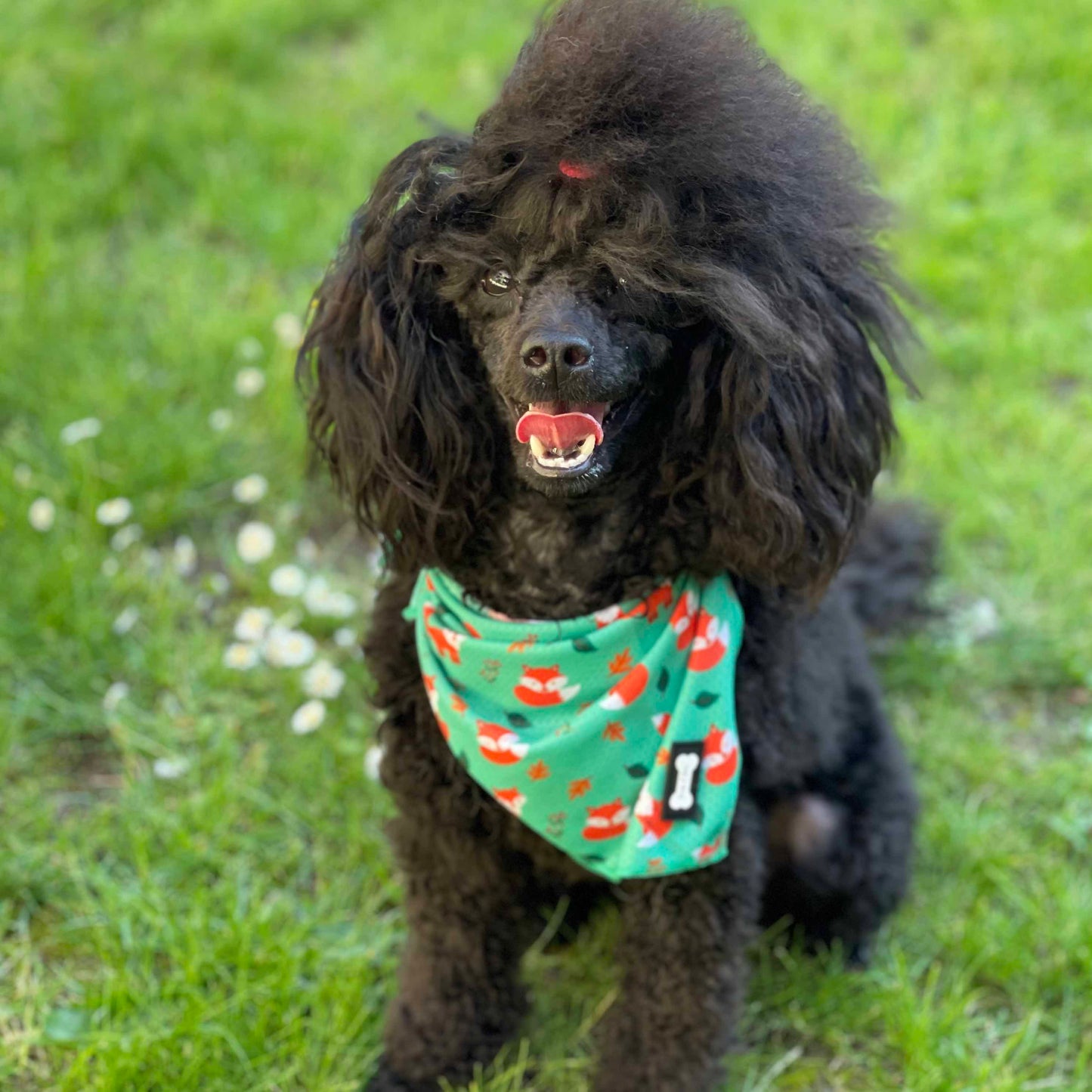 Inquisitive Fox Cooling Bandana - The Bark Market