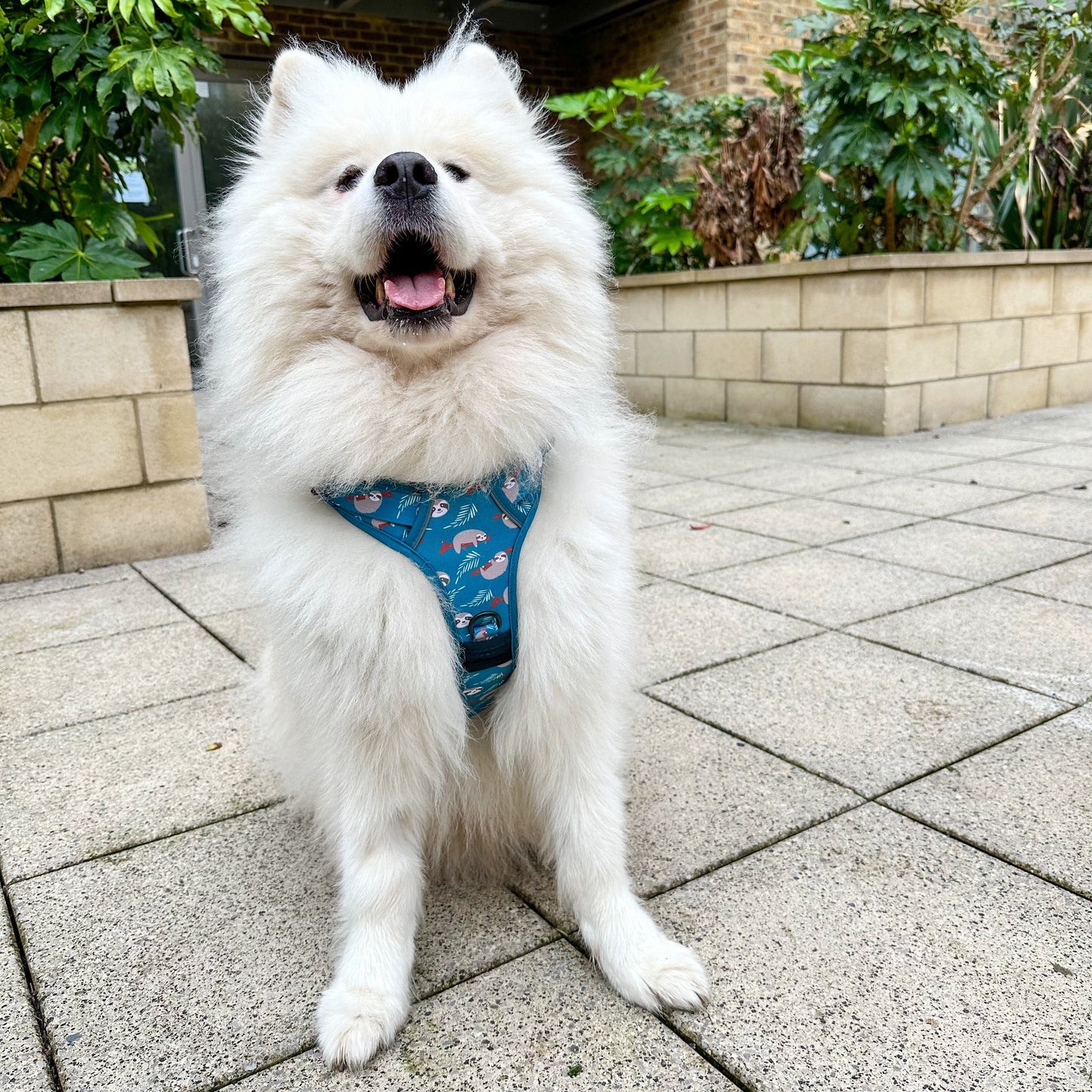 Lazy Sloth No Pull Tactical Dog Harness – Blue Teal Sloth Print, Adjustable, Step-In (Small-XL) 🦥 - The Bark Market