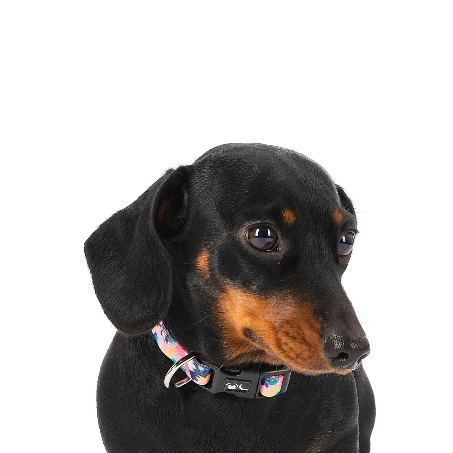 The Luna Dog Collar - The Bark Market