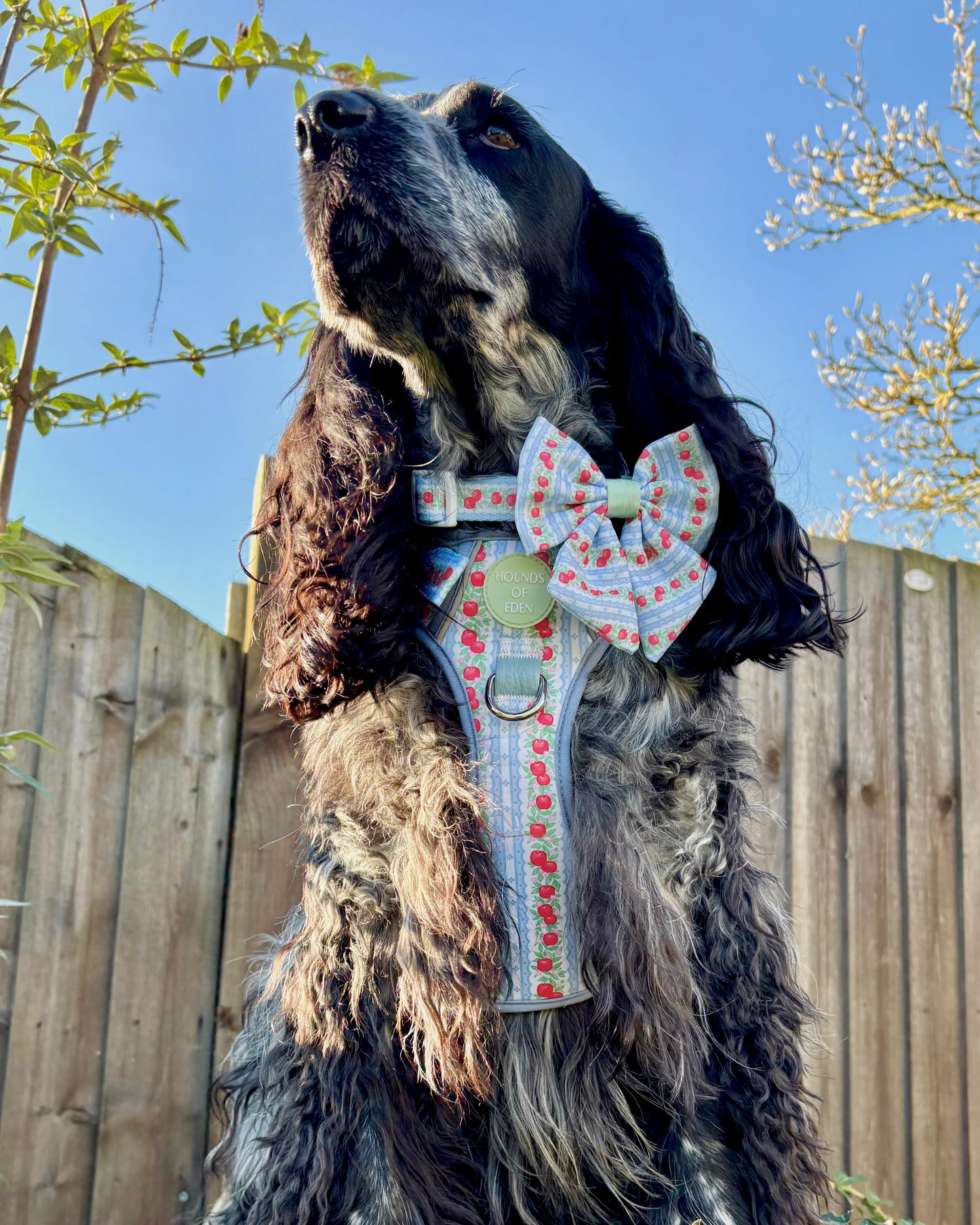Eden's Orchard - Dog Sailor Bow Tie - The Bark Market