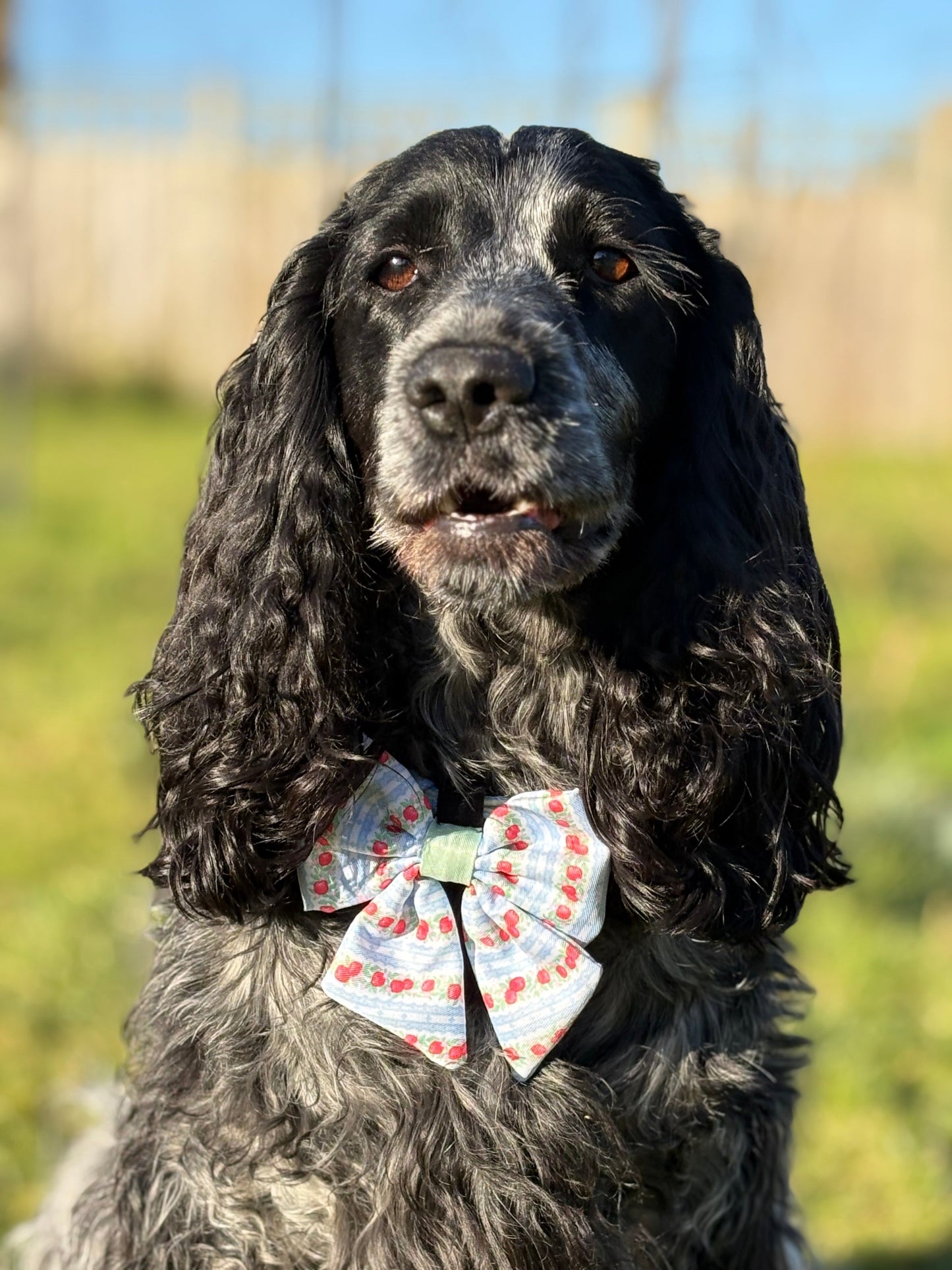Eden's Orchard - Dog Sailor Bow Tie - The Bark Market