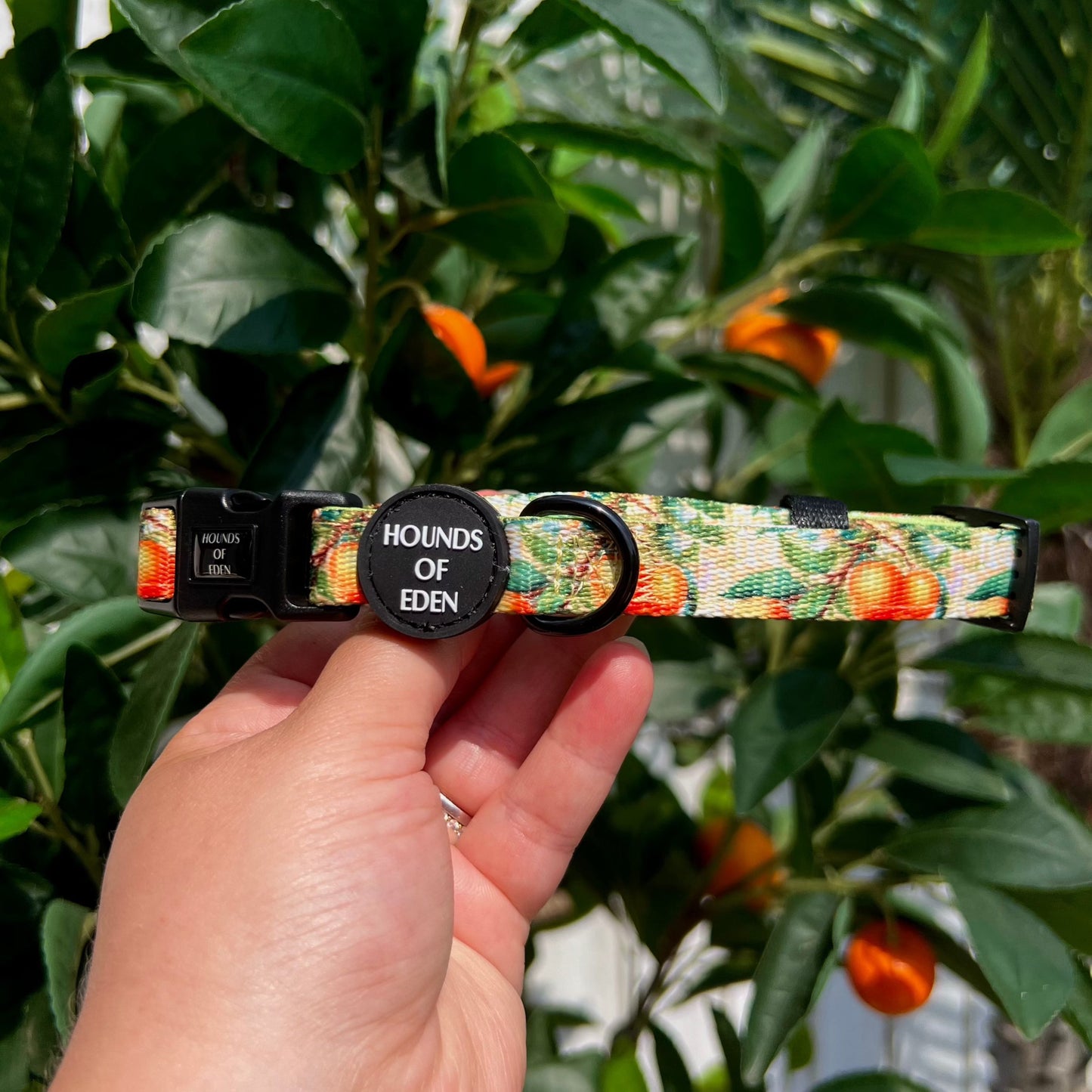 Simply the Zest - Oranges Dog Collar - The Bark Market