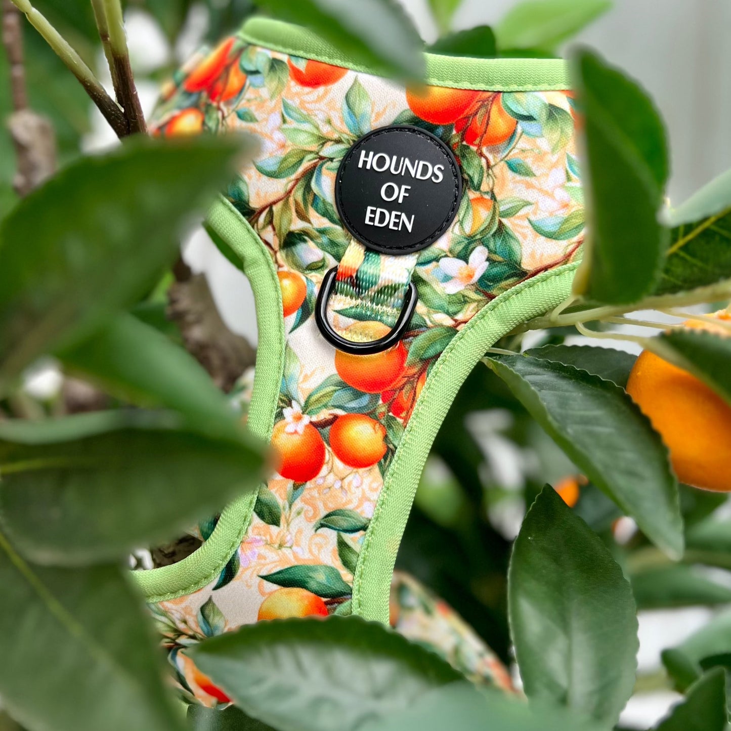 Simply the Zest - Oranges Dog Harness - The Bark Market