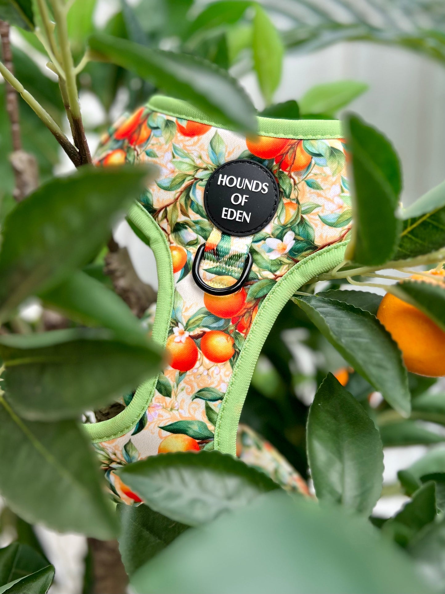Simply the Zest - Oranges Dog Collar - The Bark Market