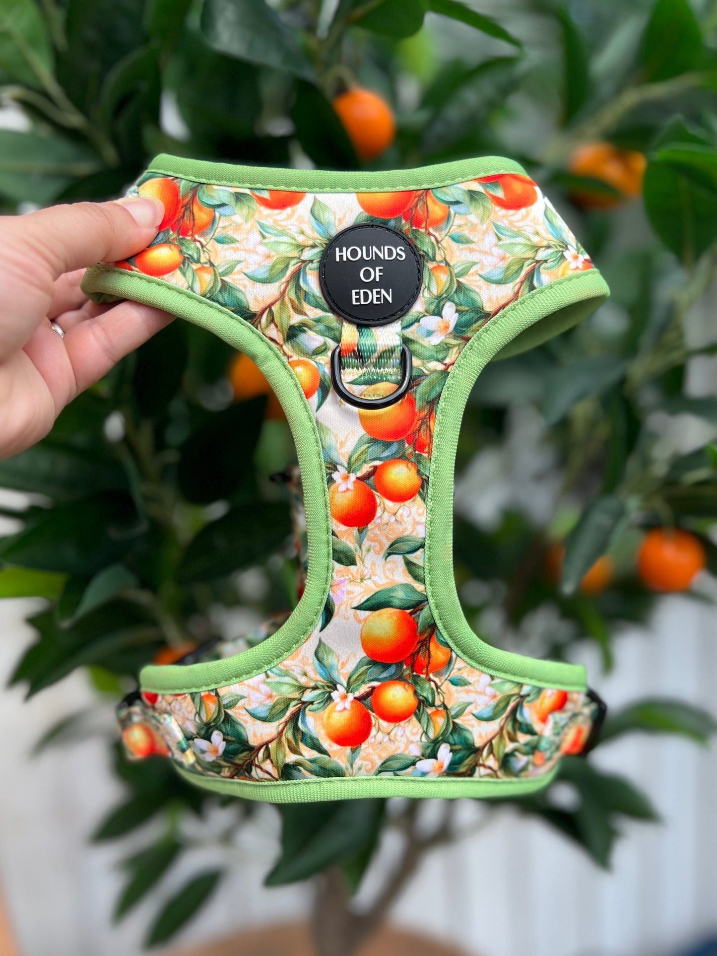 Simply the Zest - Oranges Dog Collar - The Bark Market