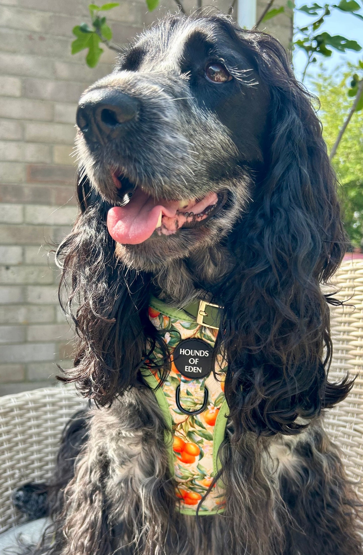 Simply the Zest - Oranges Dog Harness - The Bark Market