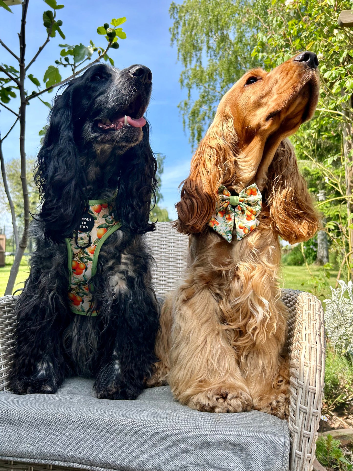 Simply the Zest - Oranges Dog Harness - The Bark Market