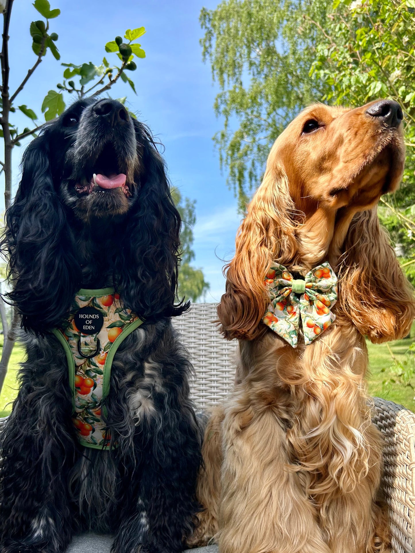 Simply the Zest - Oranges Dog Collar - The Bark Market
