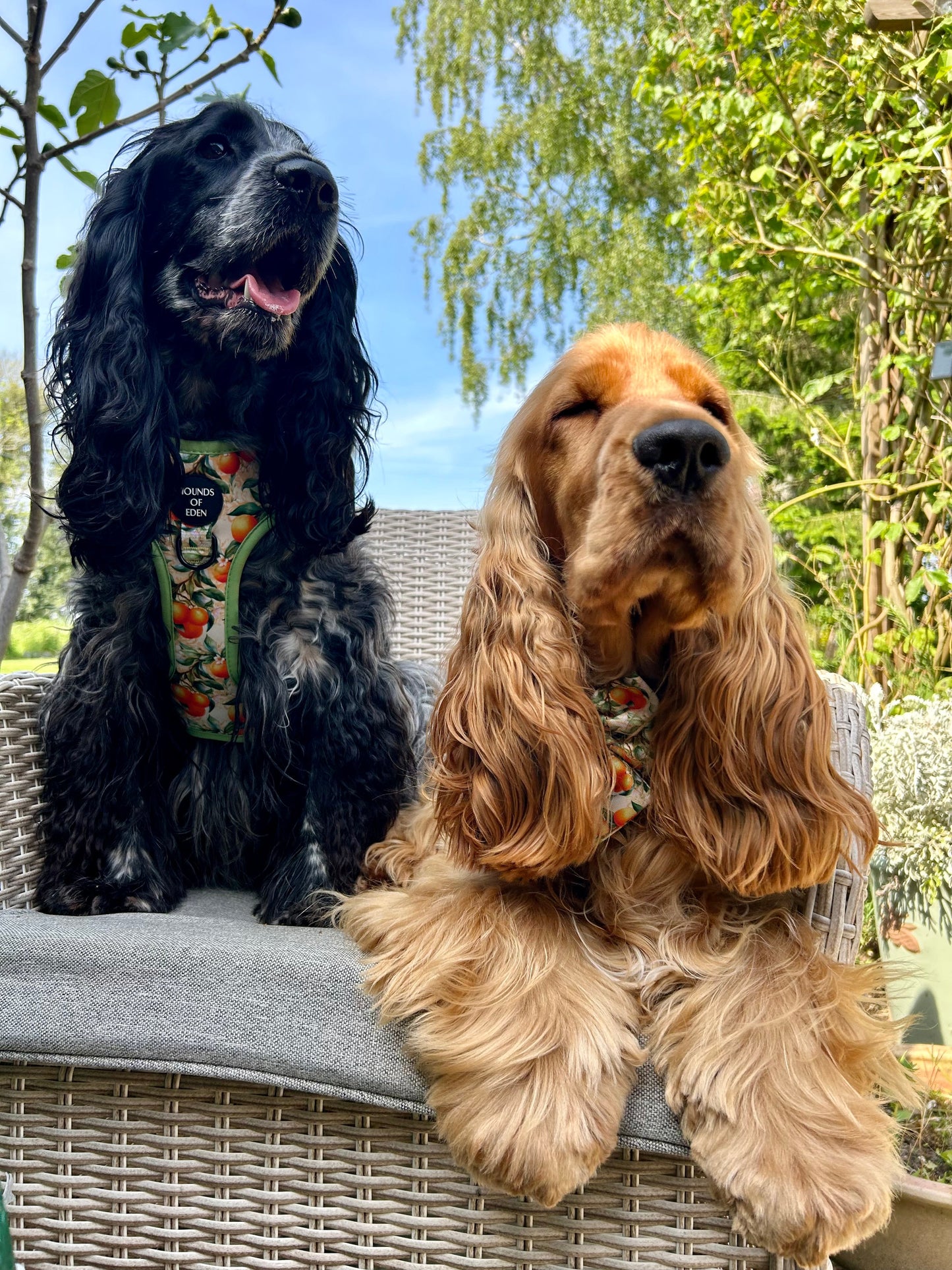 Simply the Zest - Oranges Dog Harness - The Bark Market