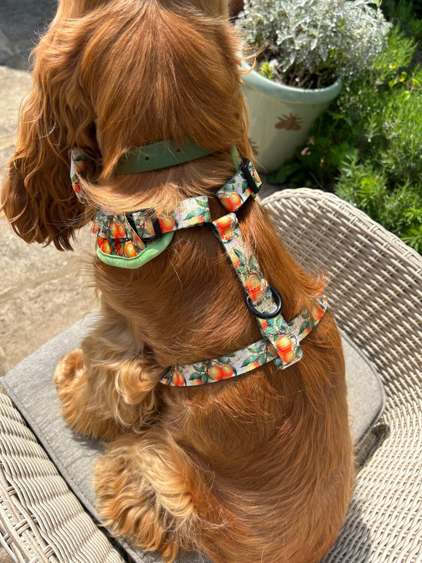 Simply the Zest - Oranges Dog Harness - The Bark Market