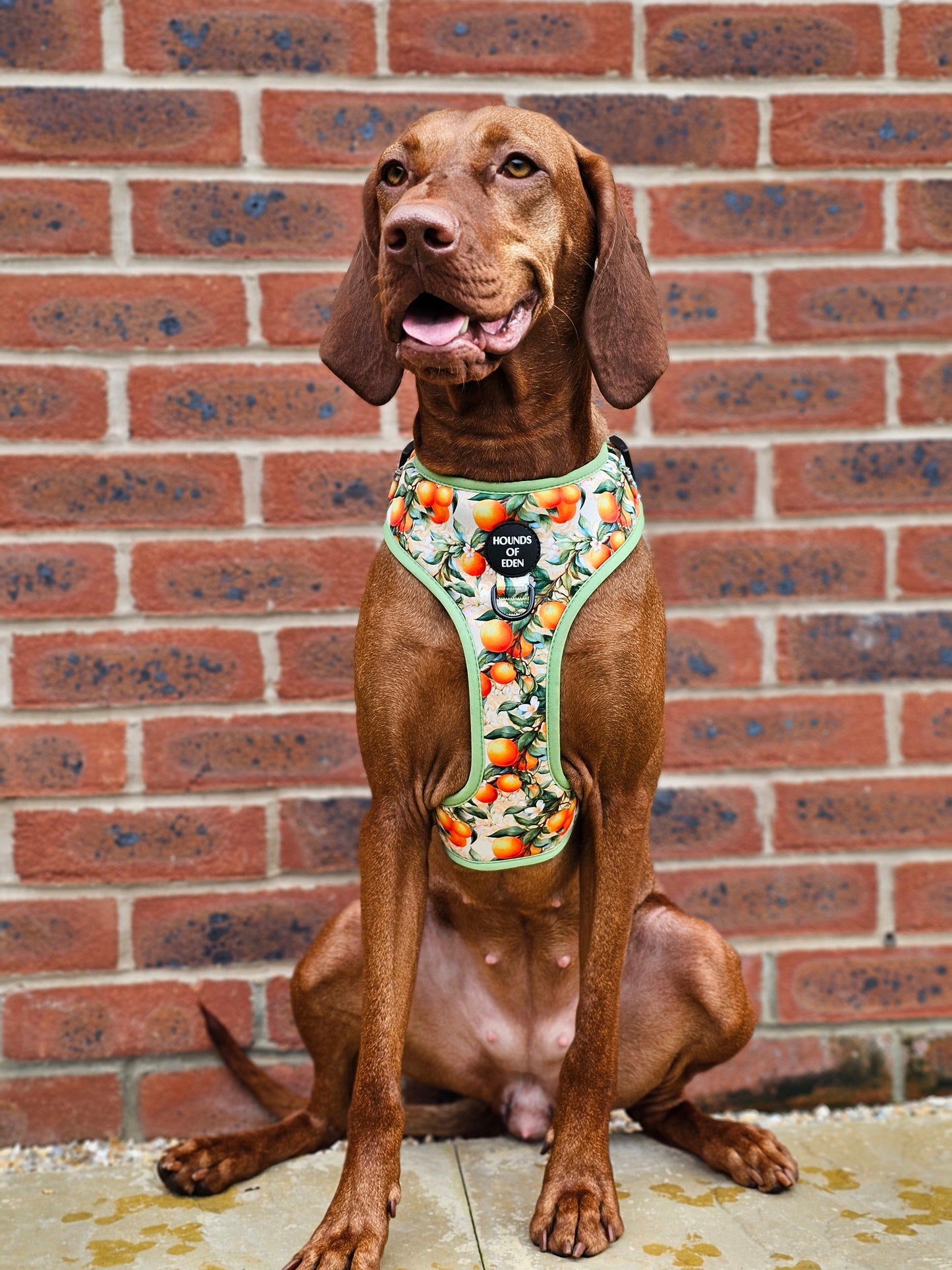 Simply the Zest - Oranges Dog Harness - The Bark Market