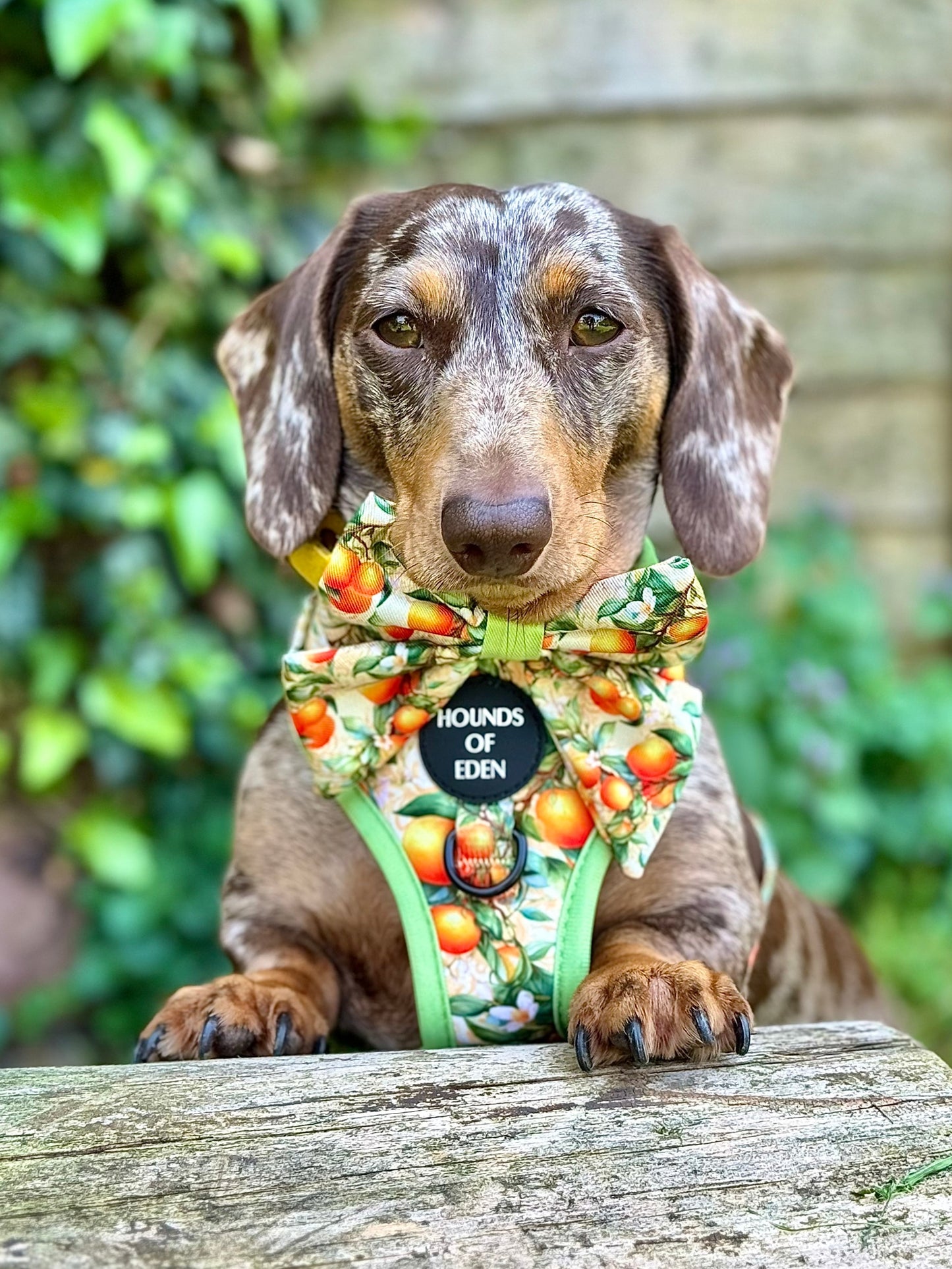 Simply the Zest - Oranges Dog Harness - The Bark Market
