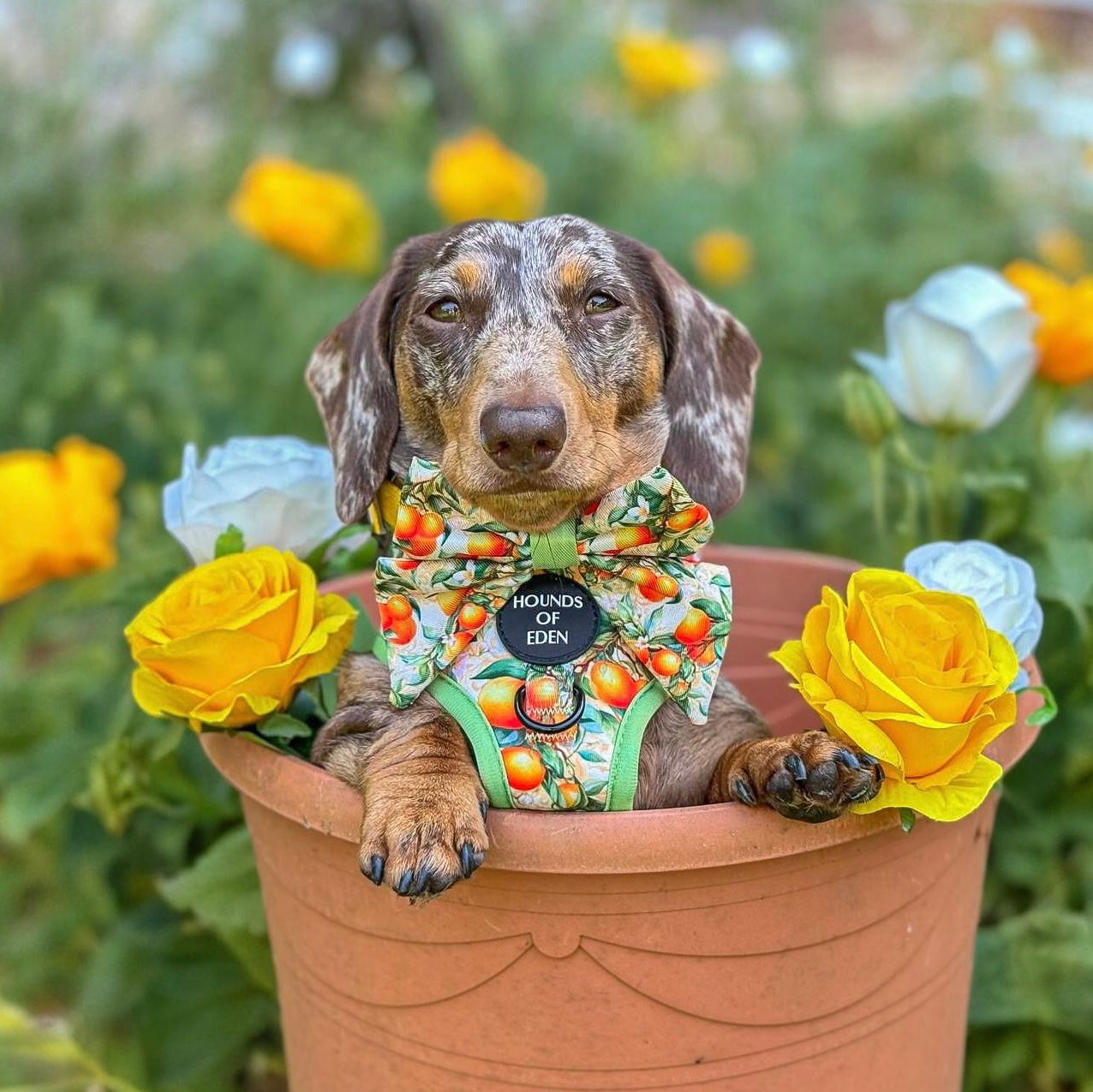Simply the Zest - Oranges Dog Harness - The Bark Market