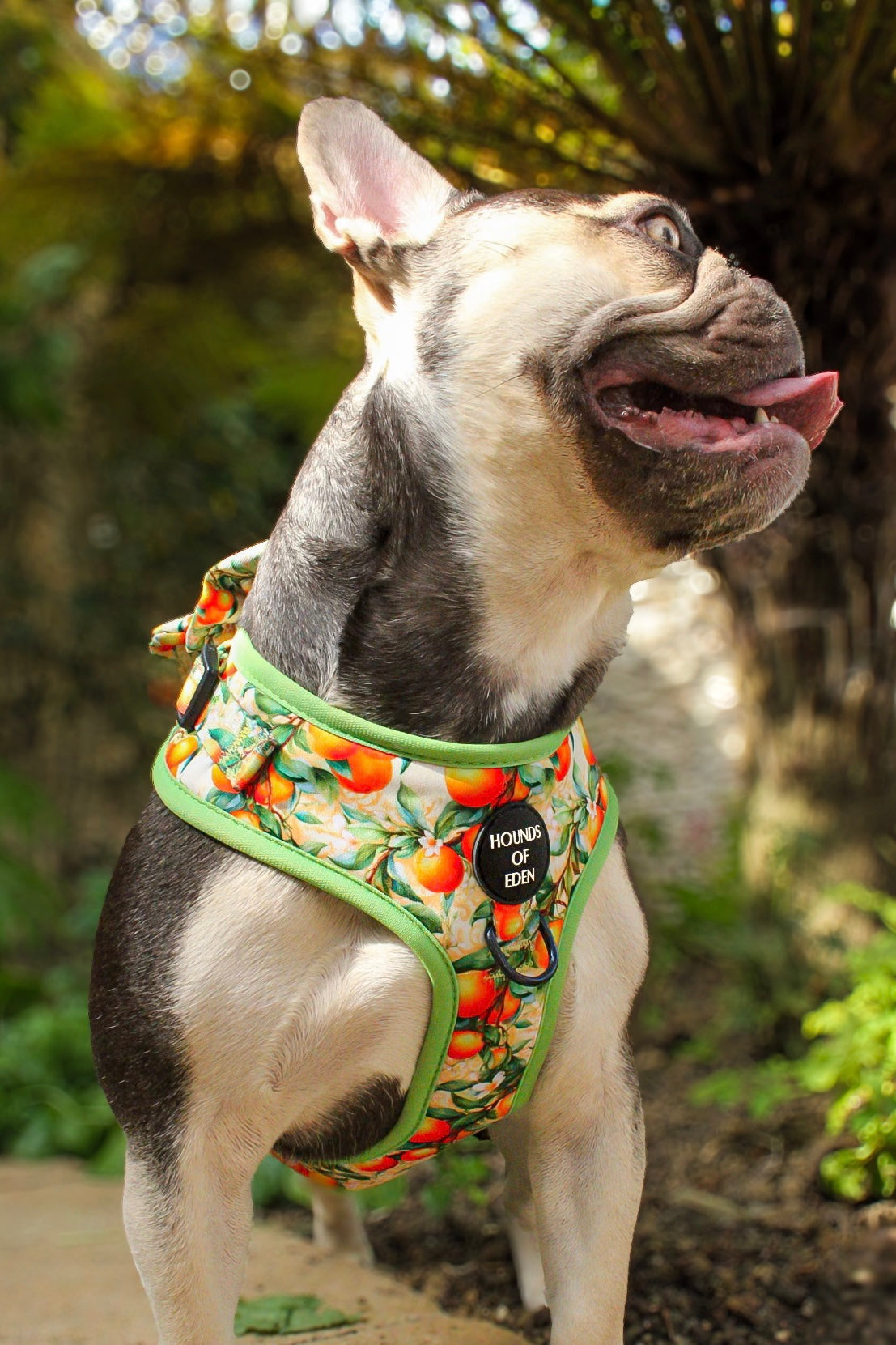 Simply the Zest - Oranges Dog Harness - The Bark Market