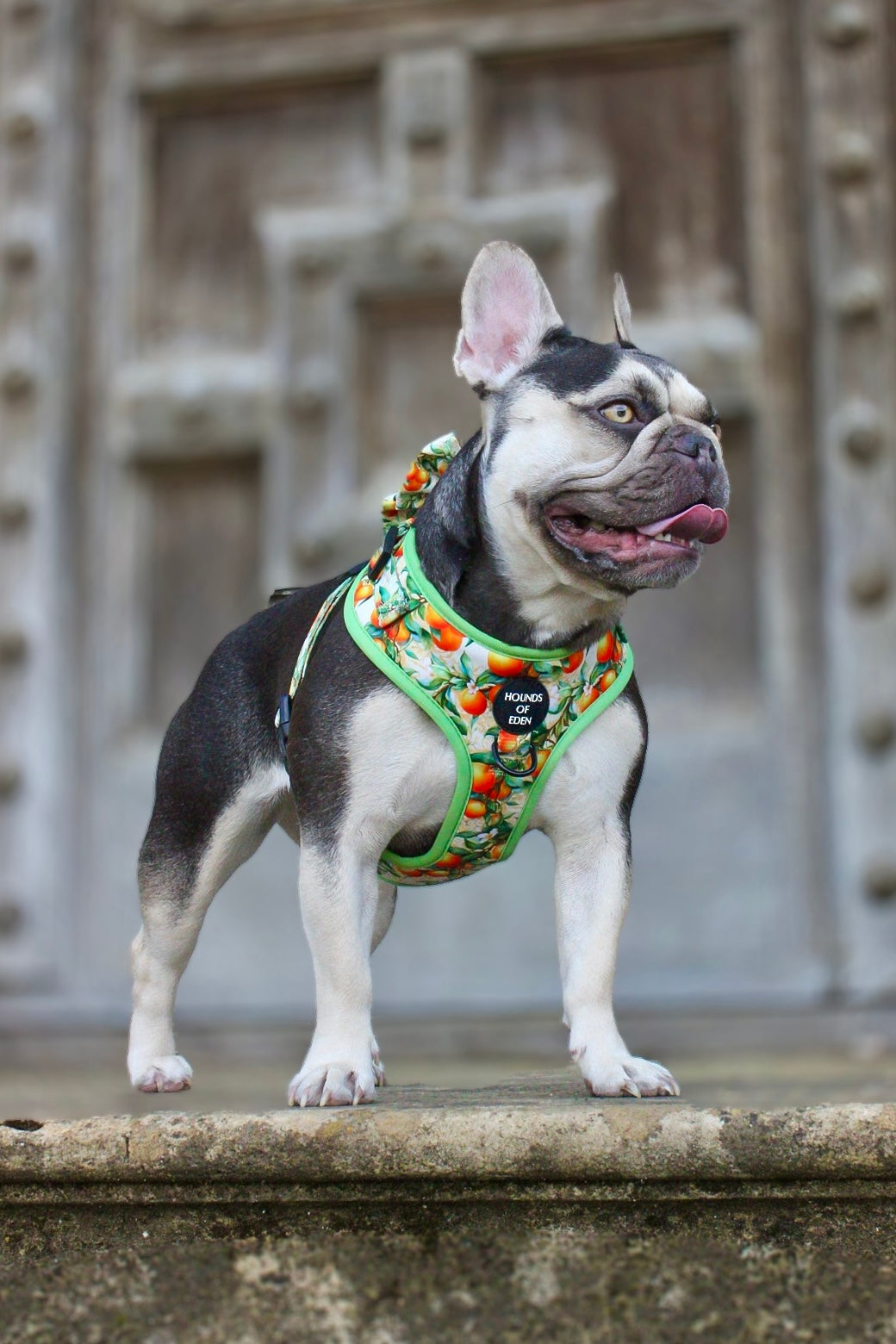 Simply the Zest - Oranges Dog Collar - The Bark Market