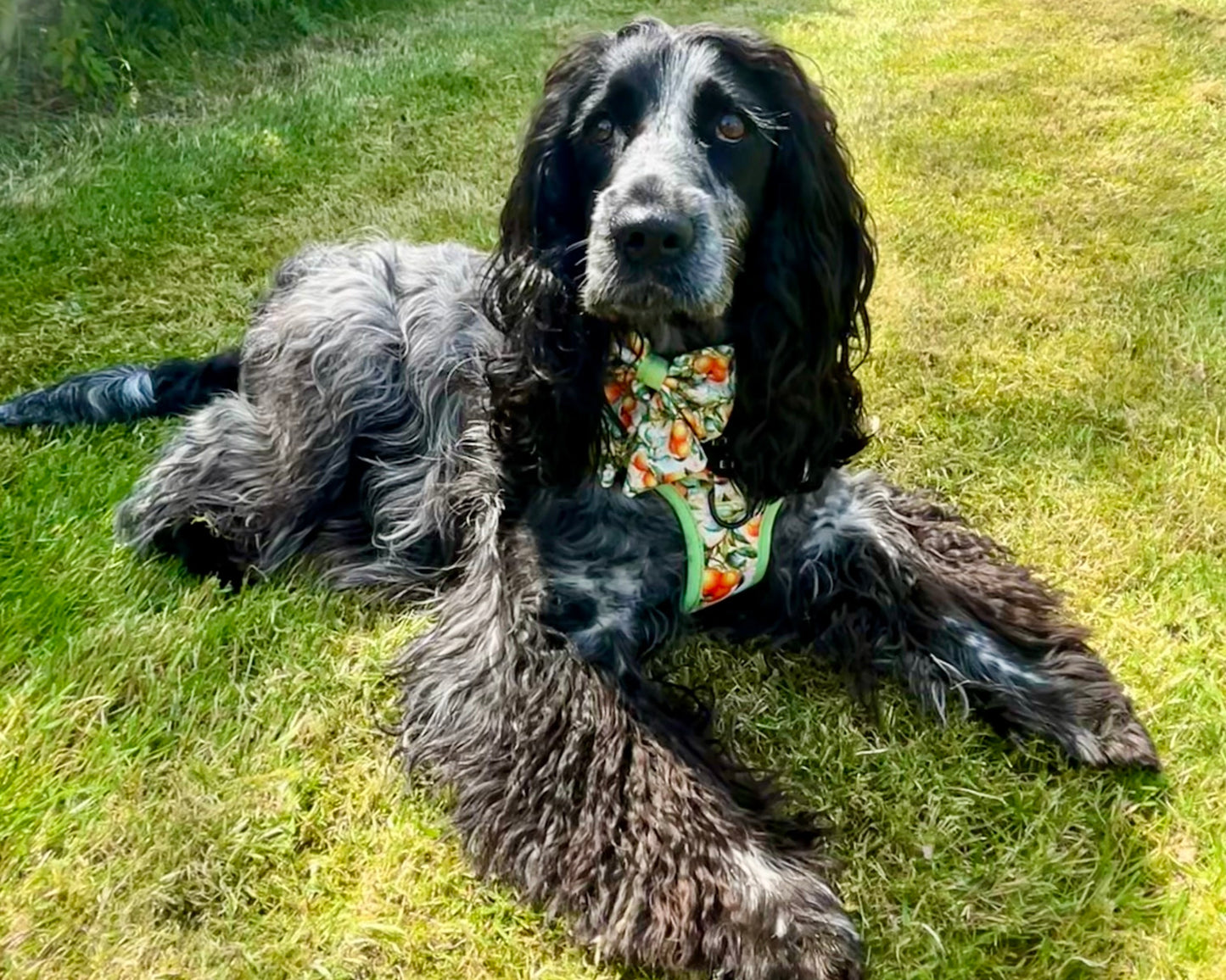 Simply the Zest - Oranges Dog Harness - The Bark Market