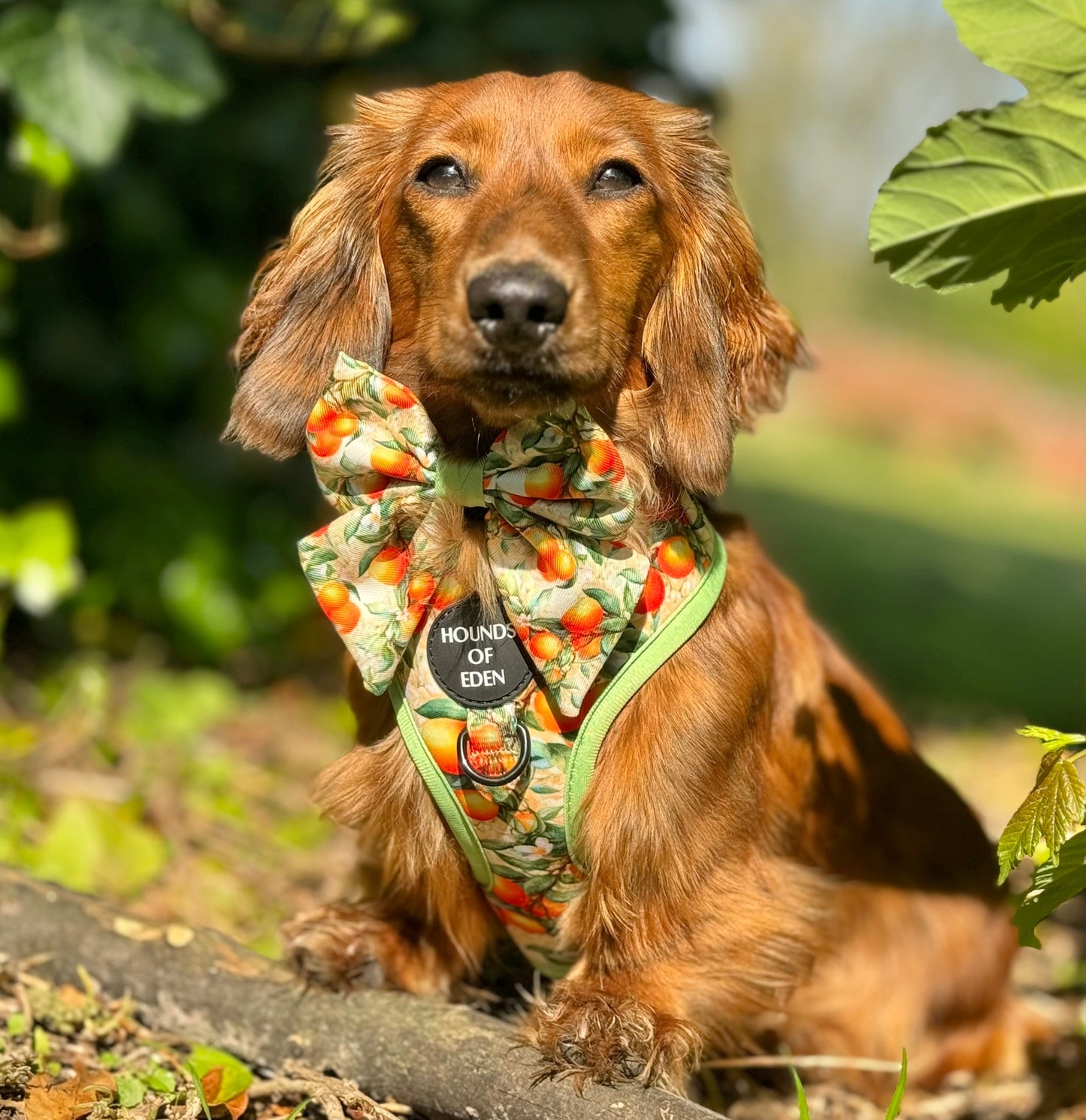 Simply the Zest - Oranges Dog Harness - The Bark Market
