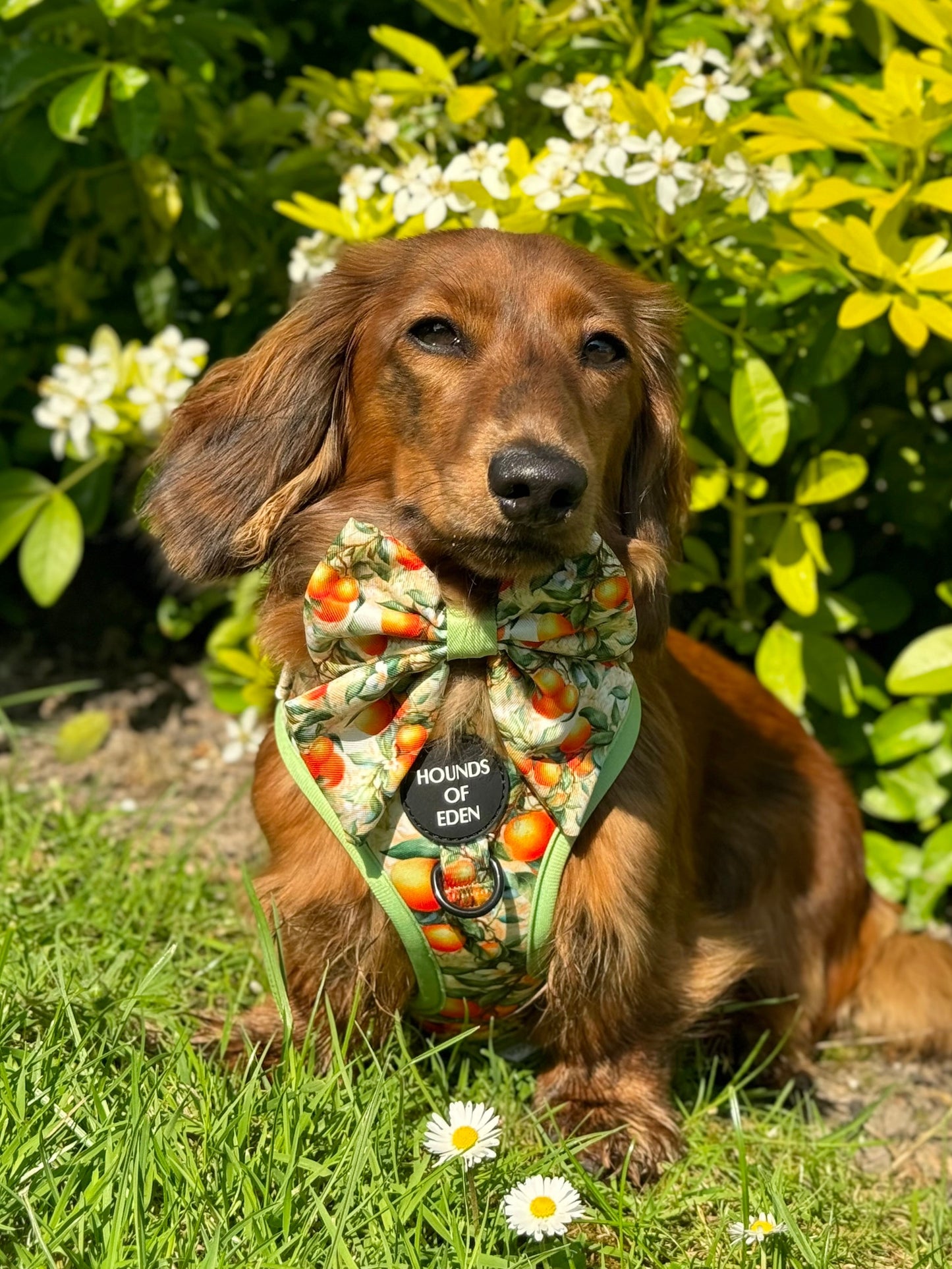 Simply the Zest - Oranges Dog Harness - The Bark Market
