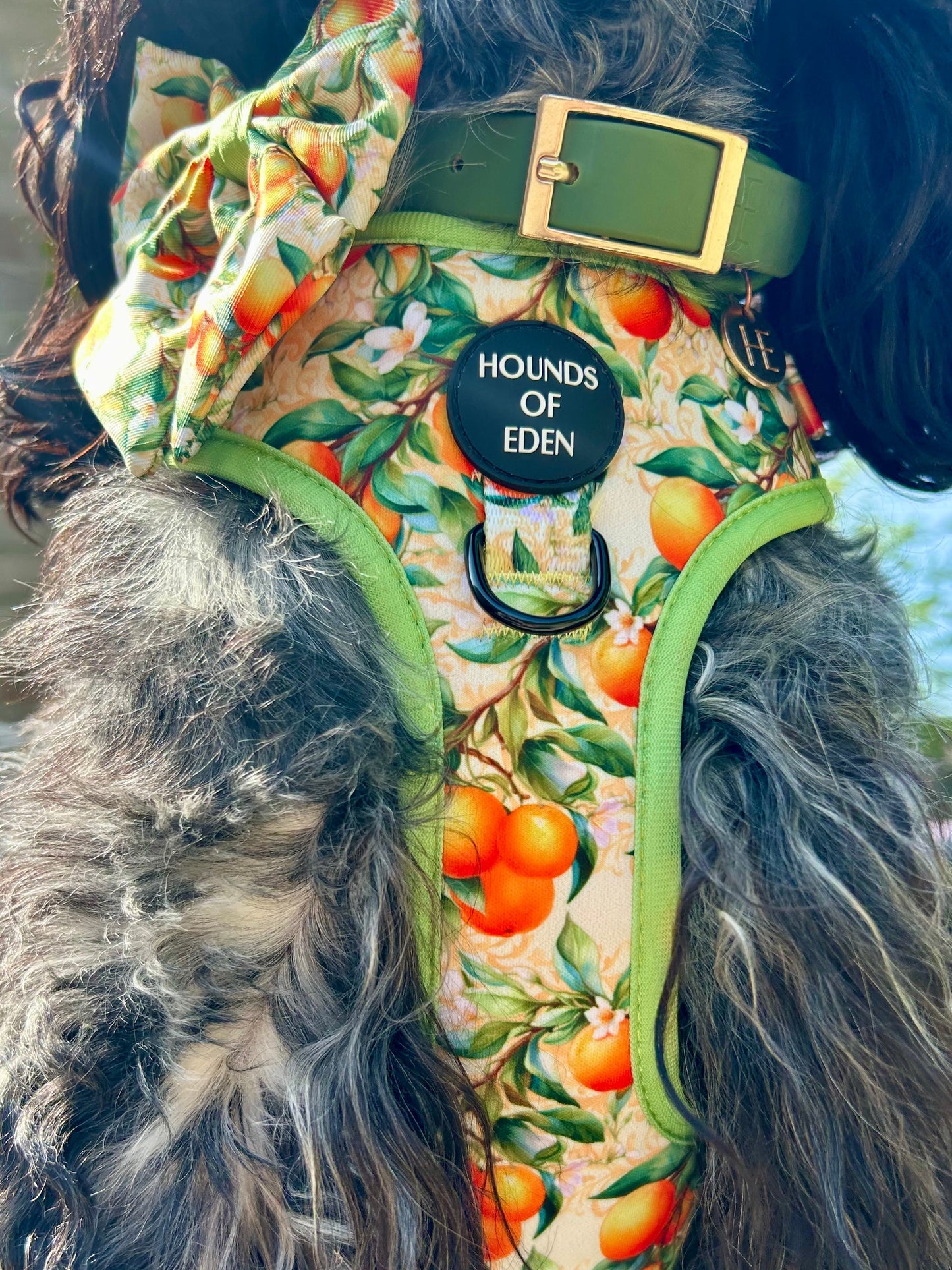 Simply the Zest - Oranges Dog Harness - The Bark Market