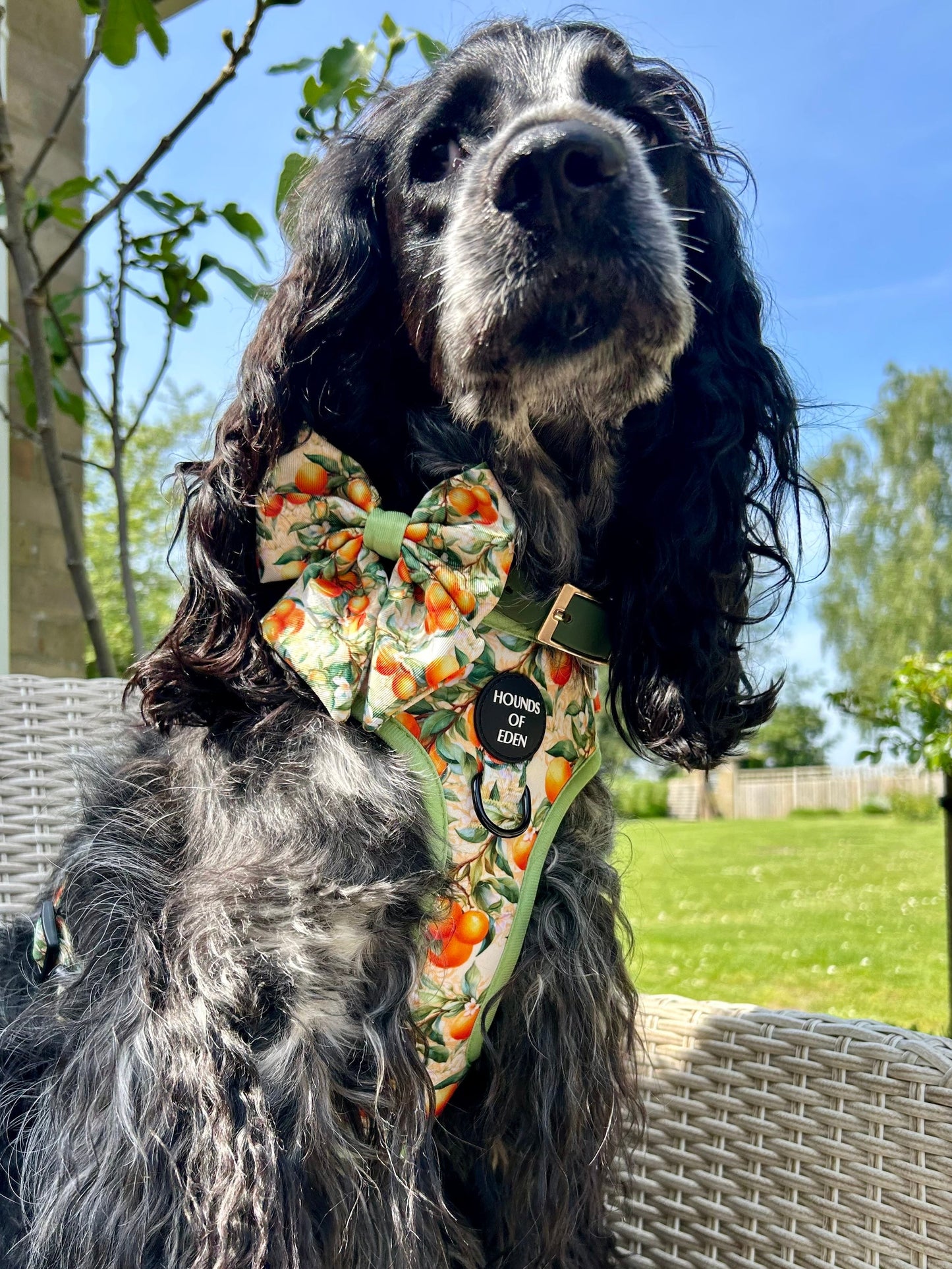 Simply the Zest - Oranges Dog Harness - The Bark Market