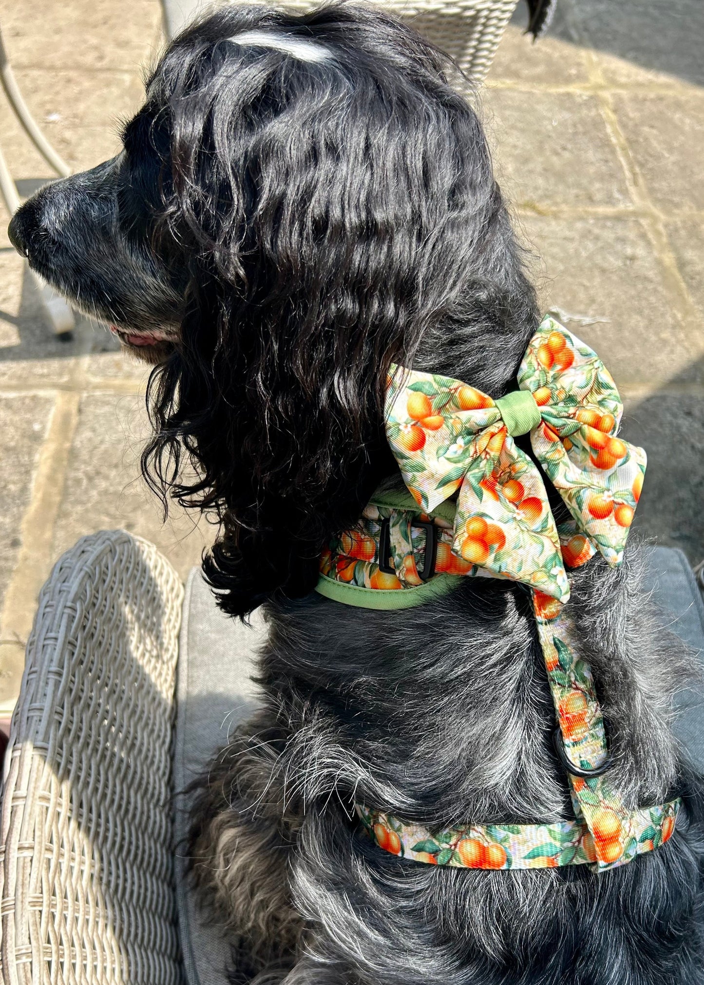 Simply the Zest - Oranges Dog Harness - The Bark Market