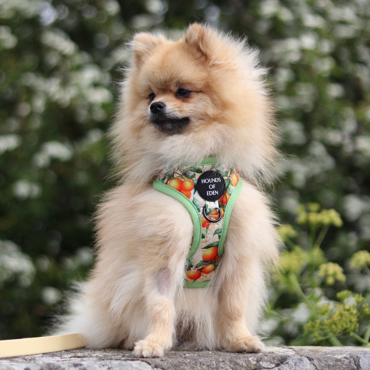 Simply the Zest - Oranges Dog Harness - The Bark Market